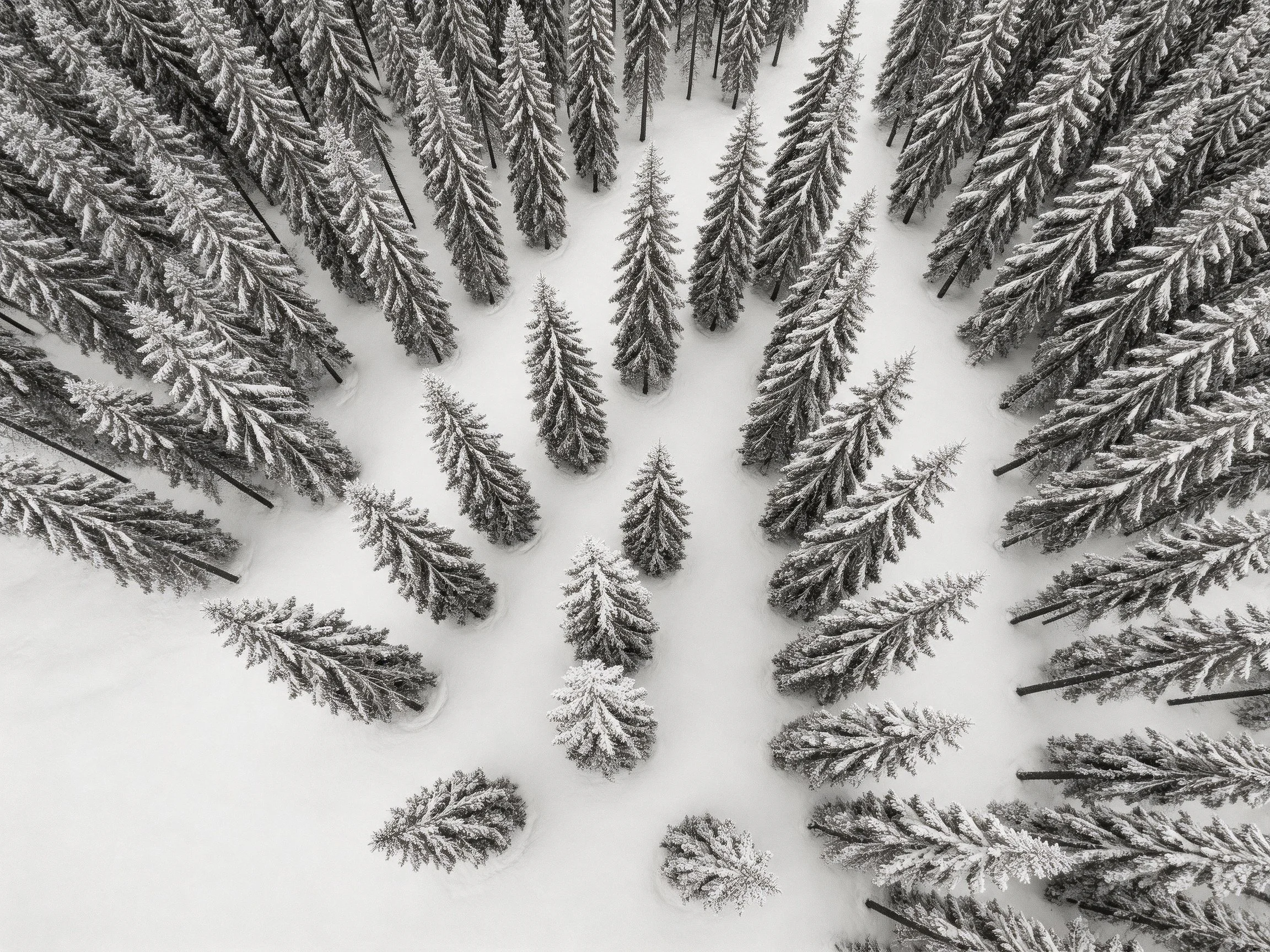 Snow-Covered Coniferous Forest with Radial Arrangement