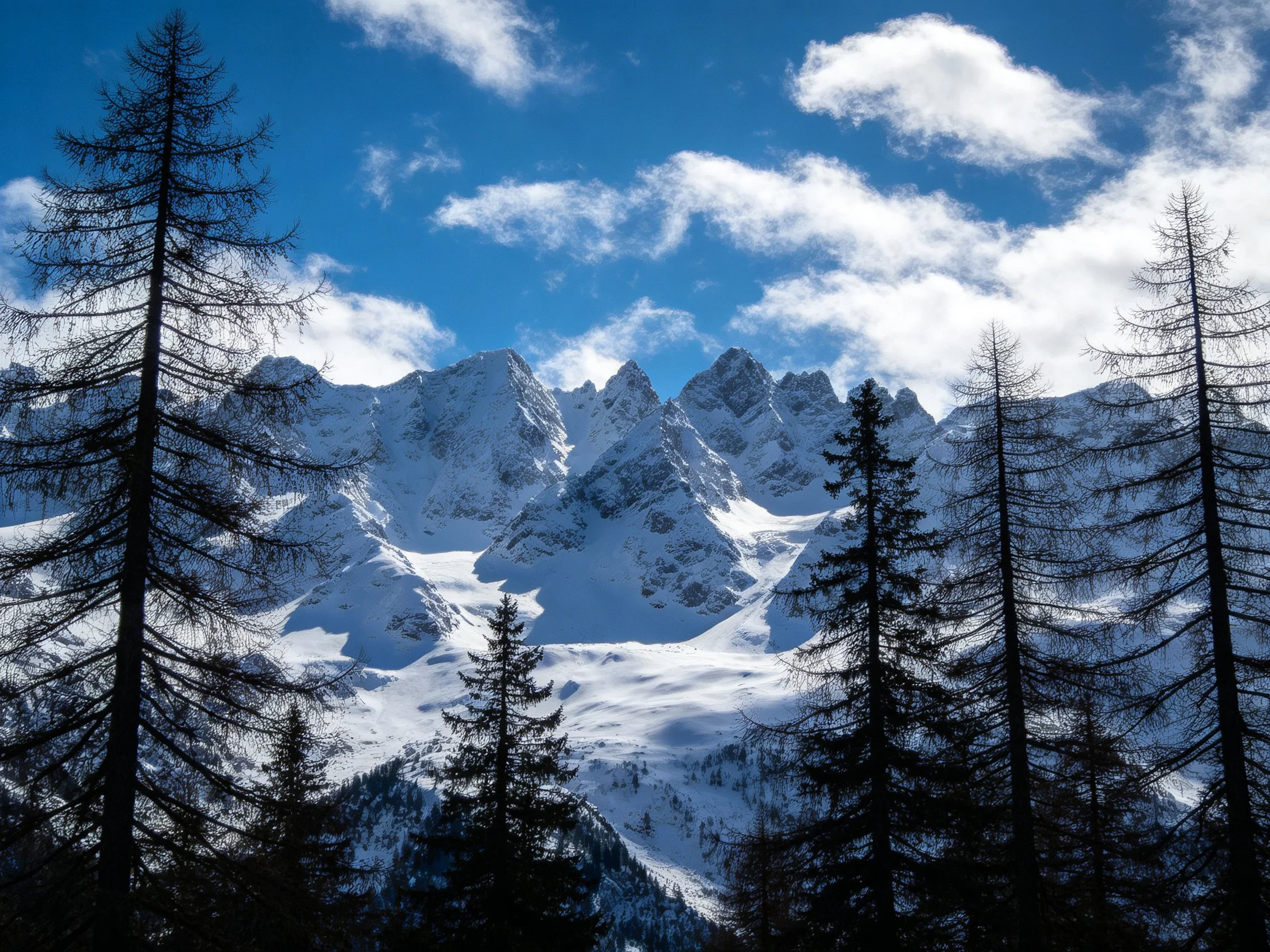Snow-Covered Mountain Peaks with Tall Evergreen Trees Under Bright Blue Sky