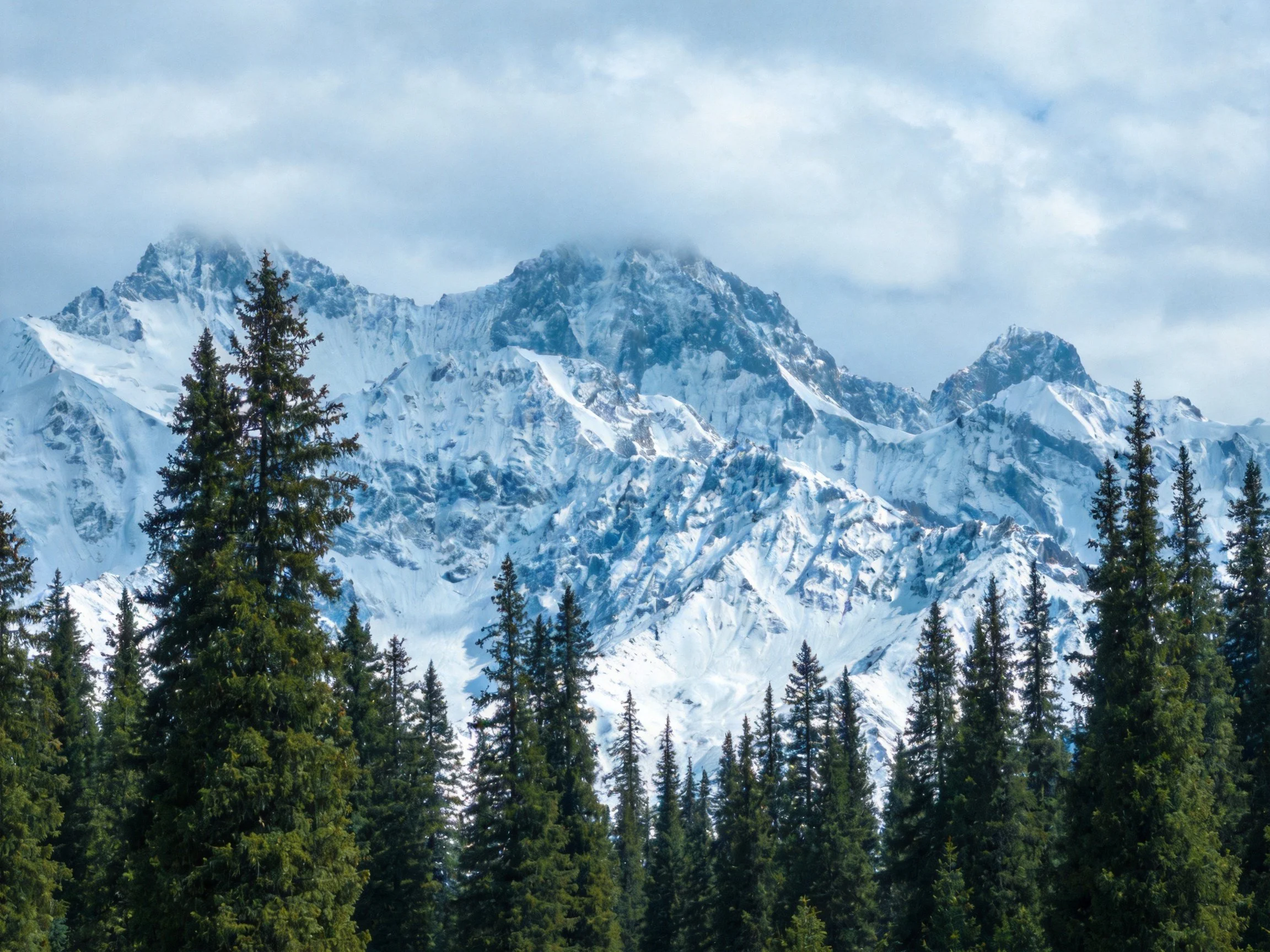 Snow-Covered Peaks Behind Dense Green Pine Forest