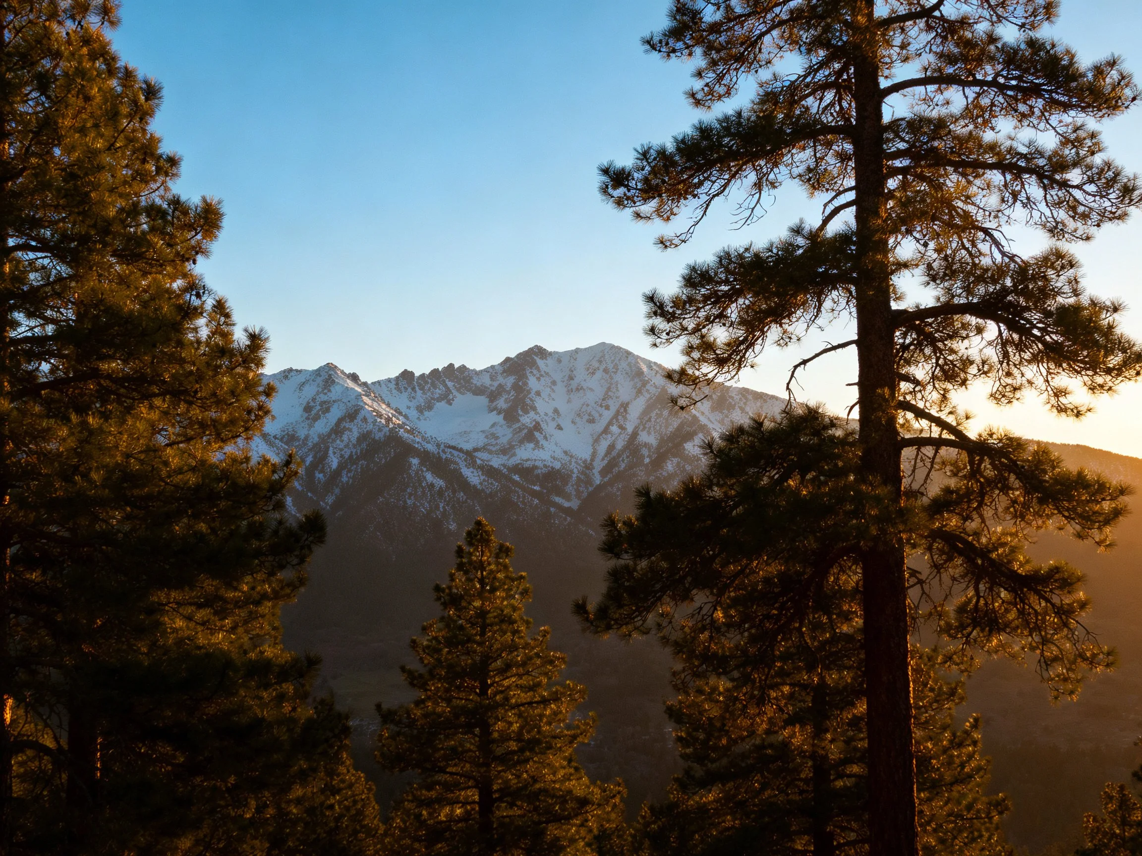 Snow-capped mountain peaks behind tall pine trees at sunset
