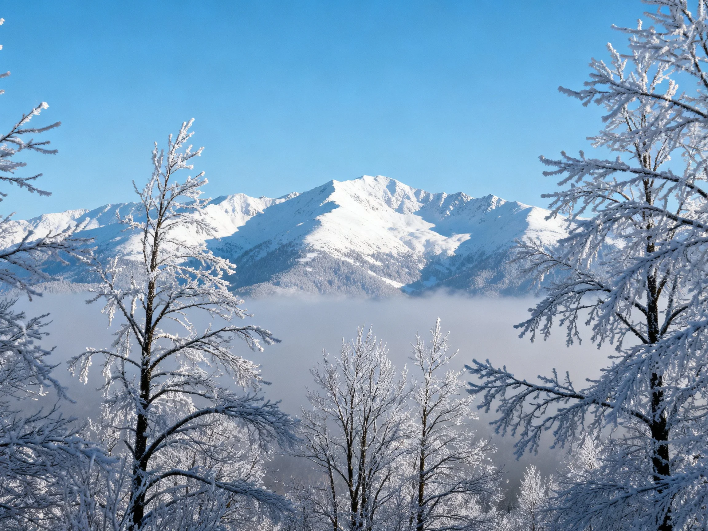 Snow-capped mountain peaks rise above frost-laden forest trees under brilliant blue sky