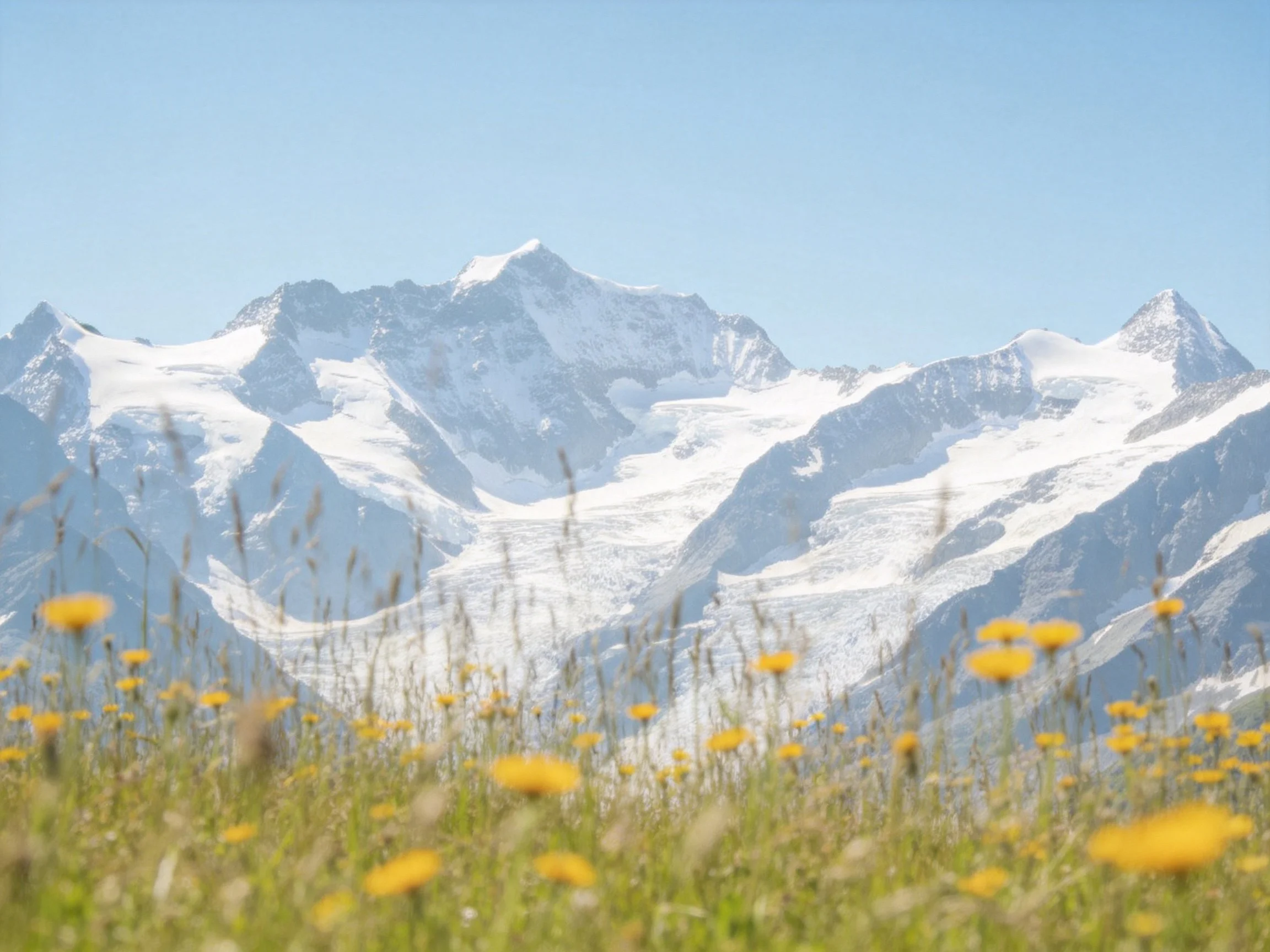 Snow-capped peaks rise behind vibrant wildflower meadow
