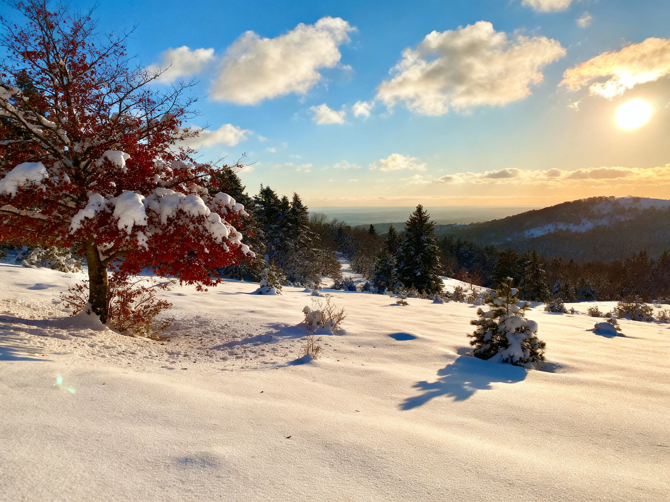 Snow - covered hillside with red - leaved tree and golden sunlight
