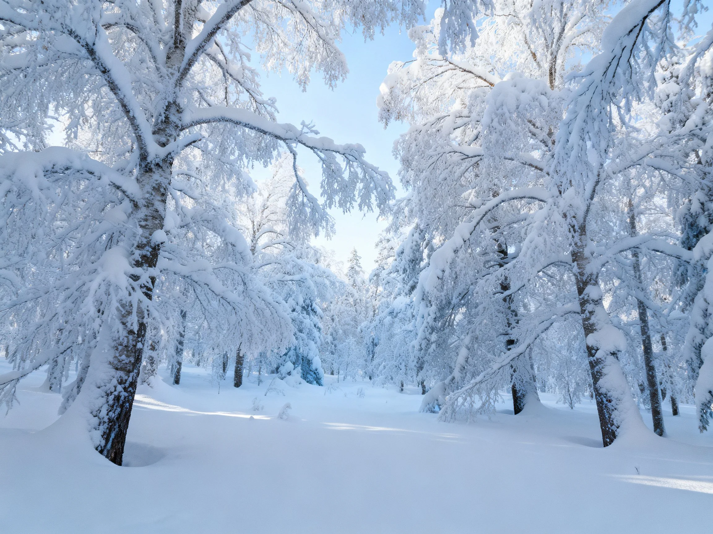 Snow-covered trees fill a bright winter forest scene