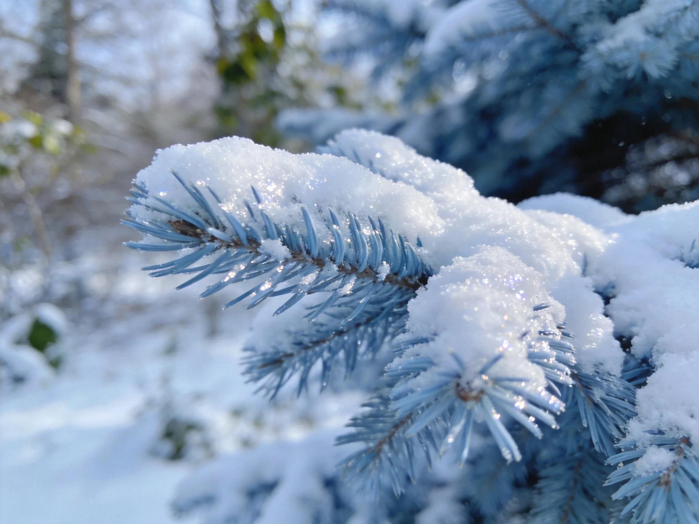 Snow-draped blue evergreen branches sparkle in winter