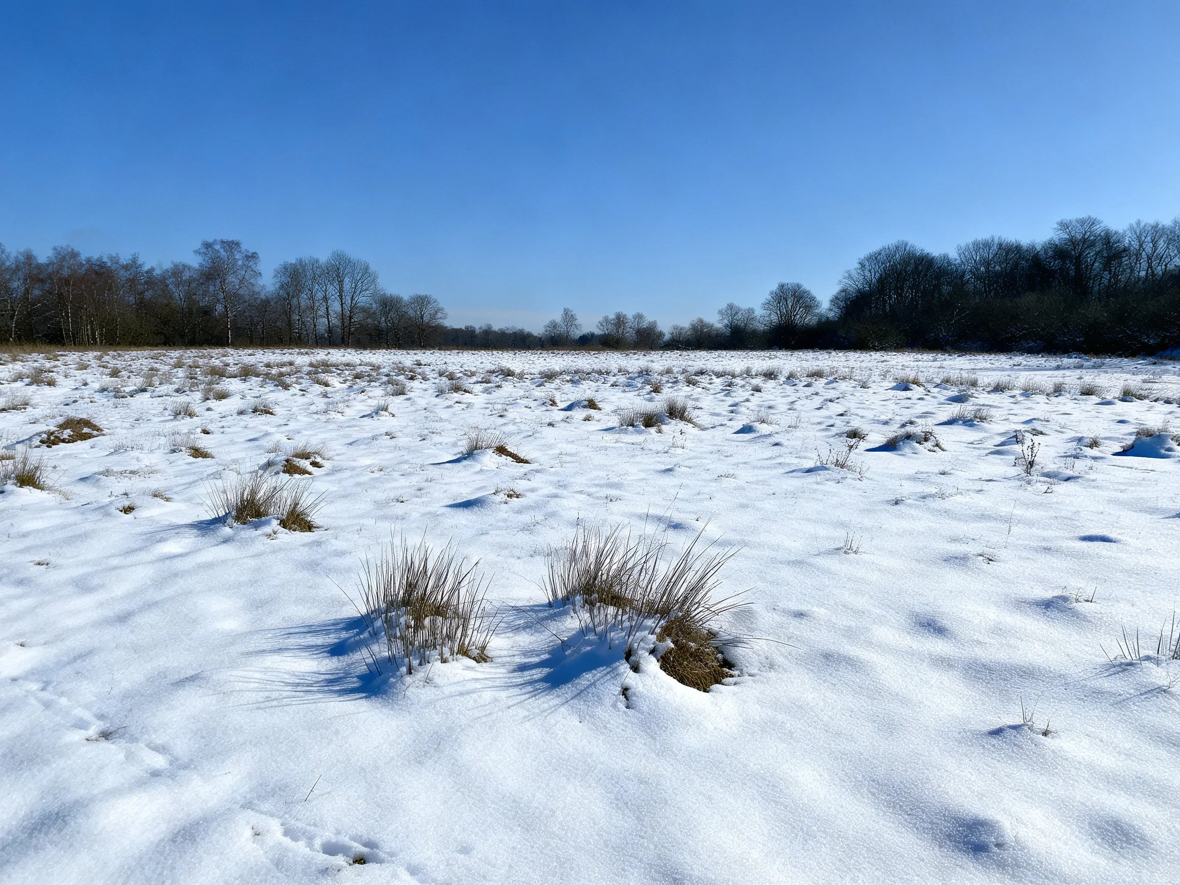 Snow-draped field with scattered vegetation and distant trees