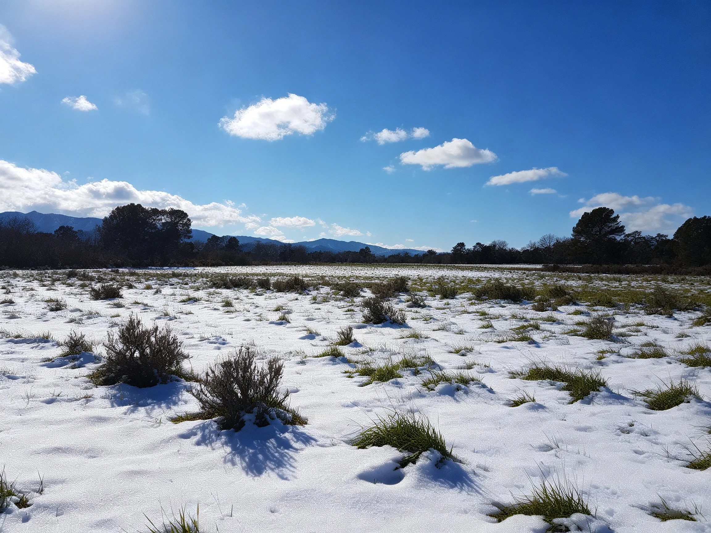 Snow-draped meadow with shrubs, grass, and mountain backdrop