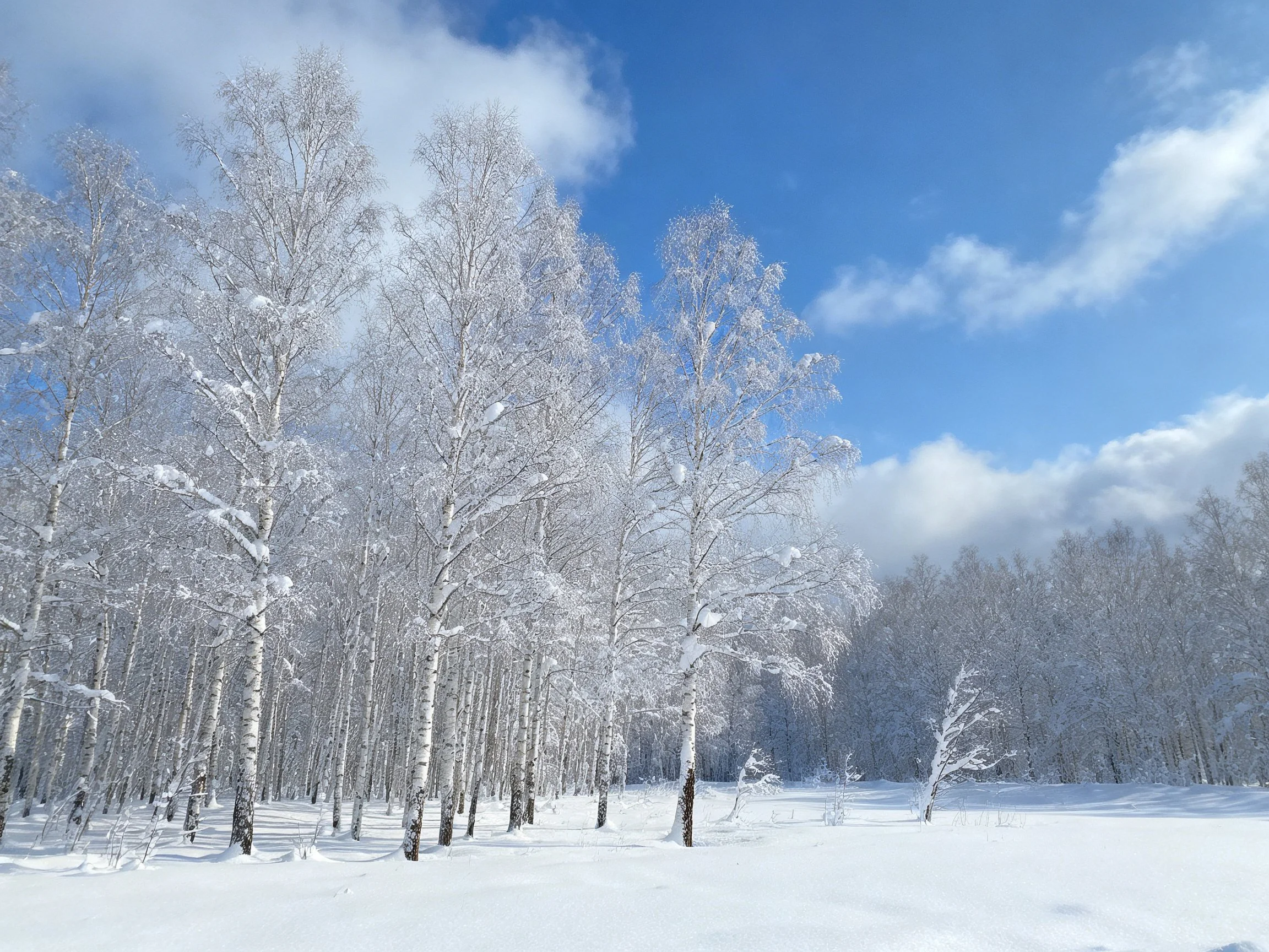 Snow-laden birch trees under a clear blue sky