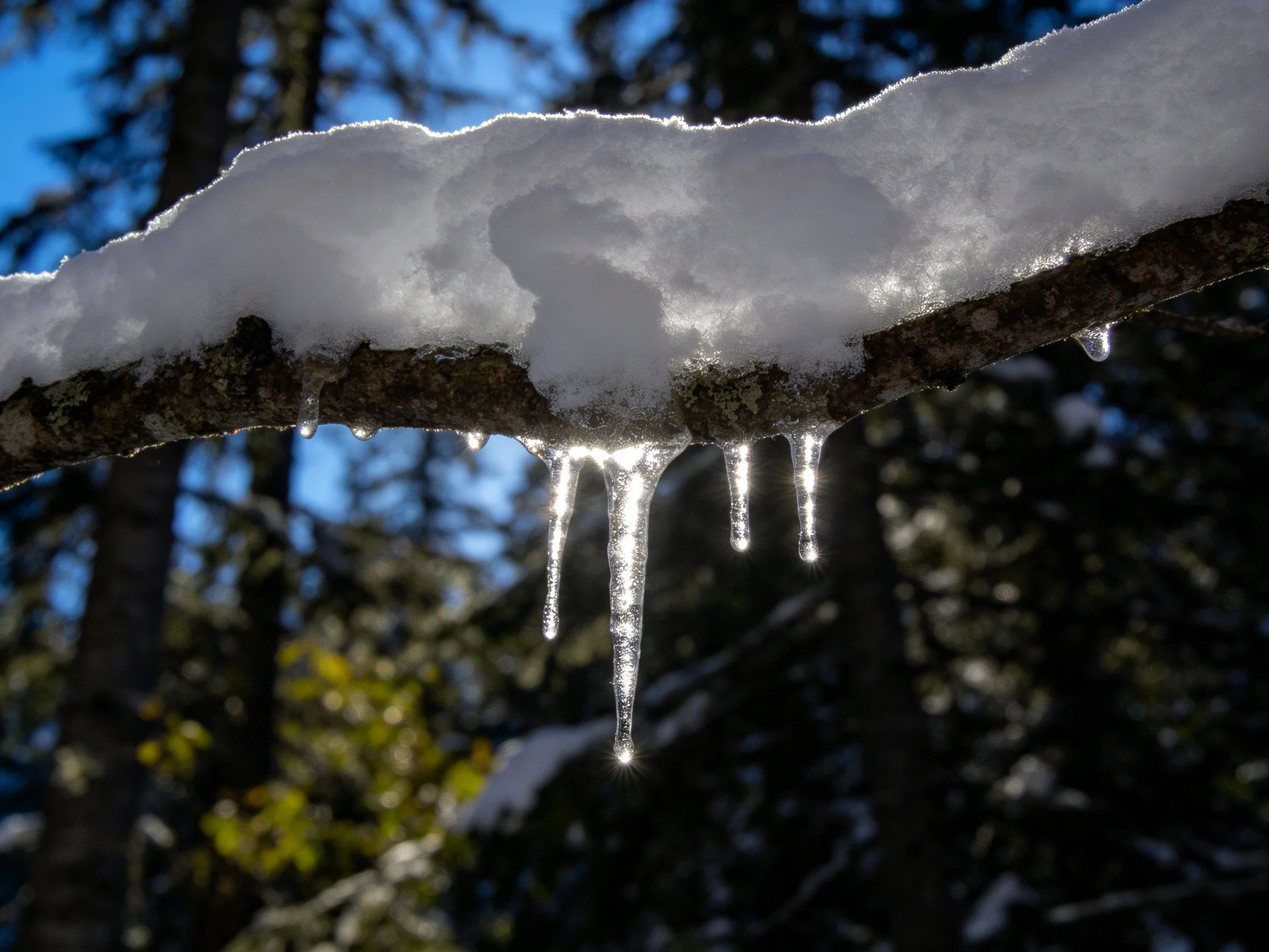 Snow-laden branch with glistening icicles in forest