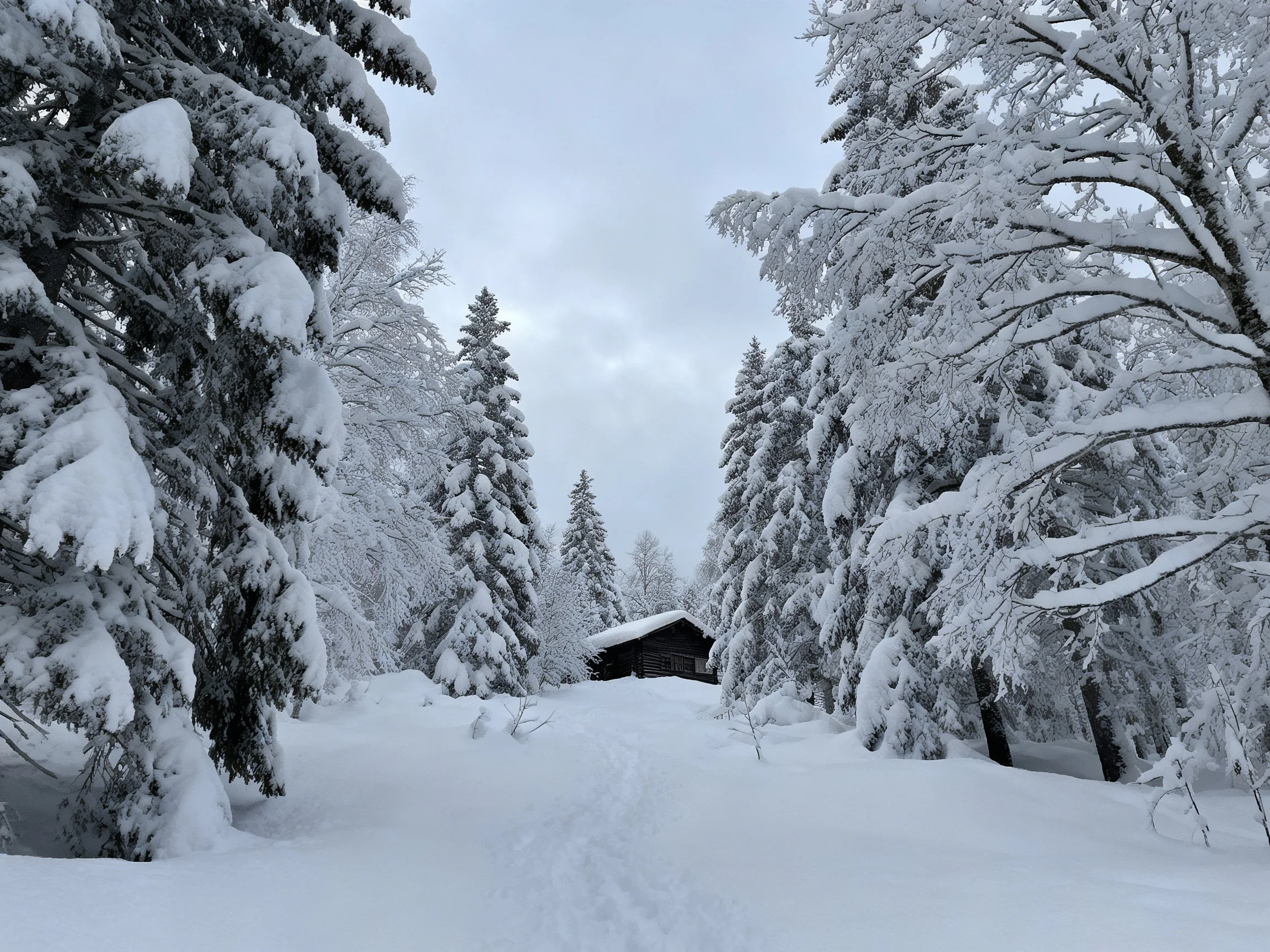 Snow-laden evergreen trees encircle a wooden cabin in a wintry forest