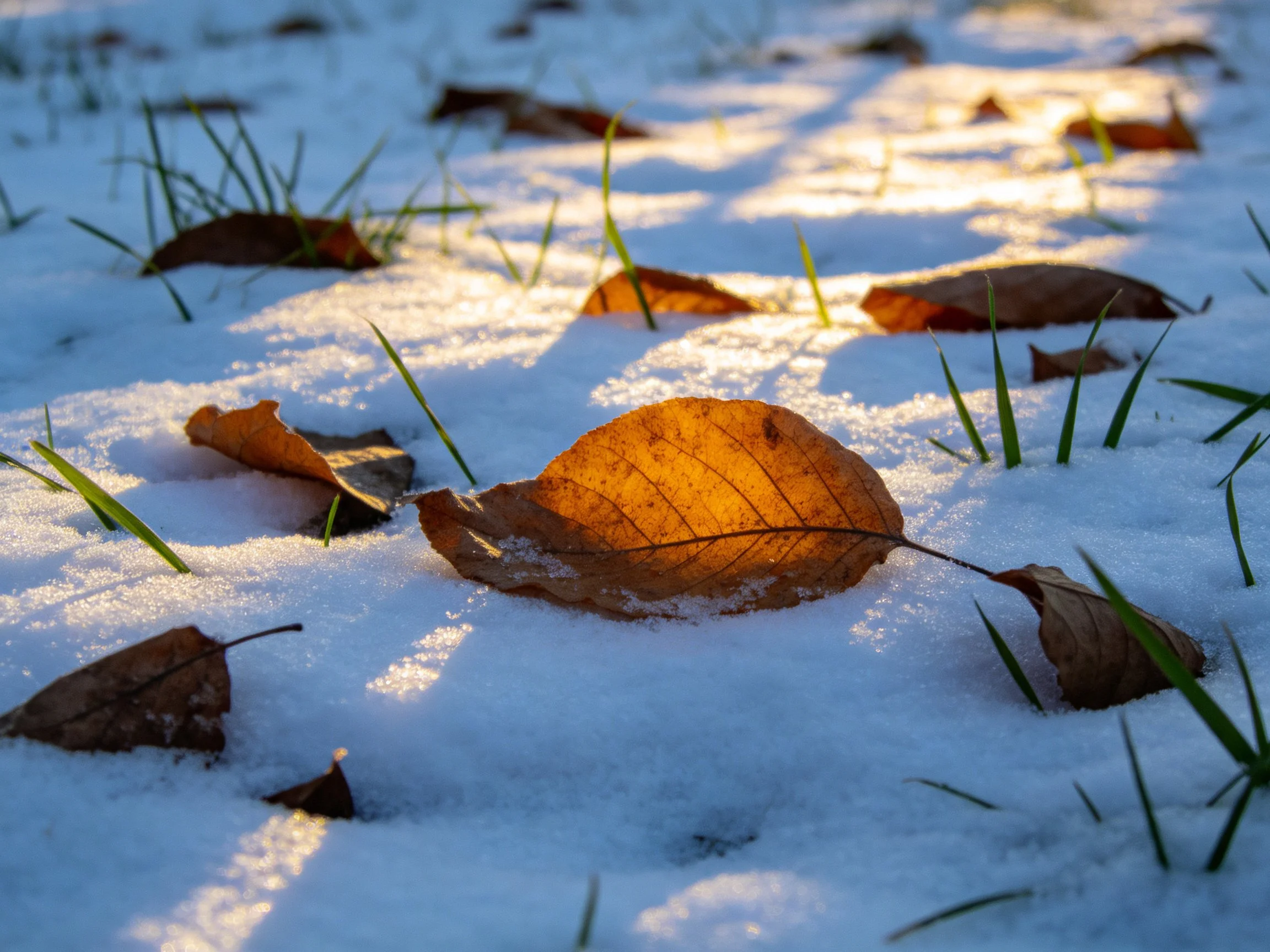 Snowy ground with brown leaves and green blades, lit by sunlight