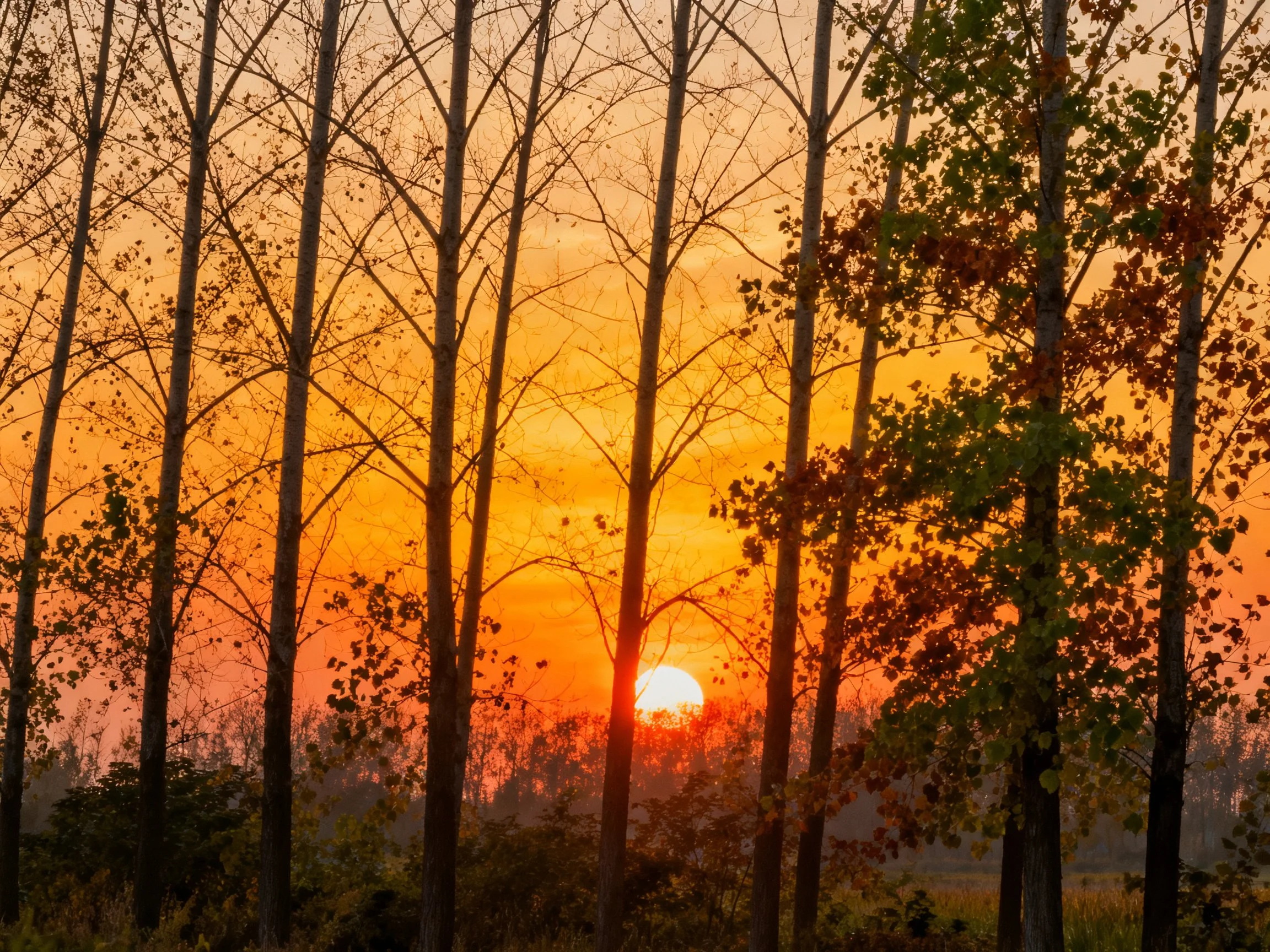 Sunset Through Tall Trees With Autumn Foliage