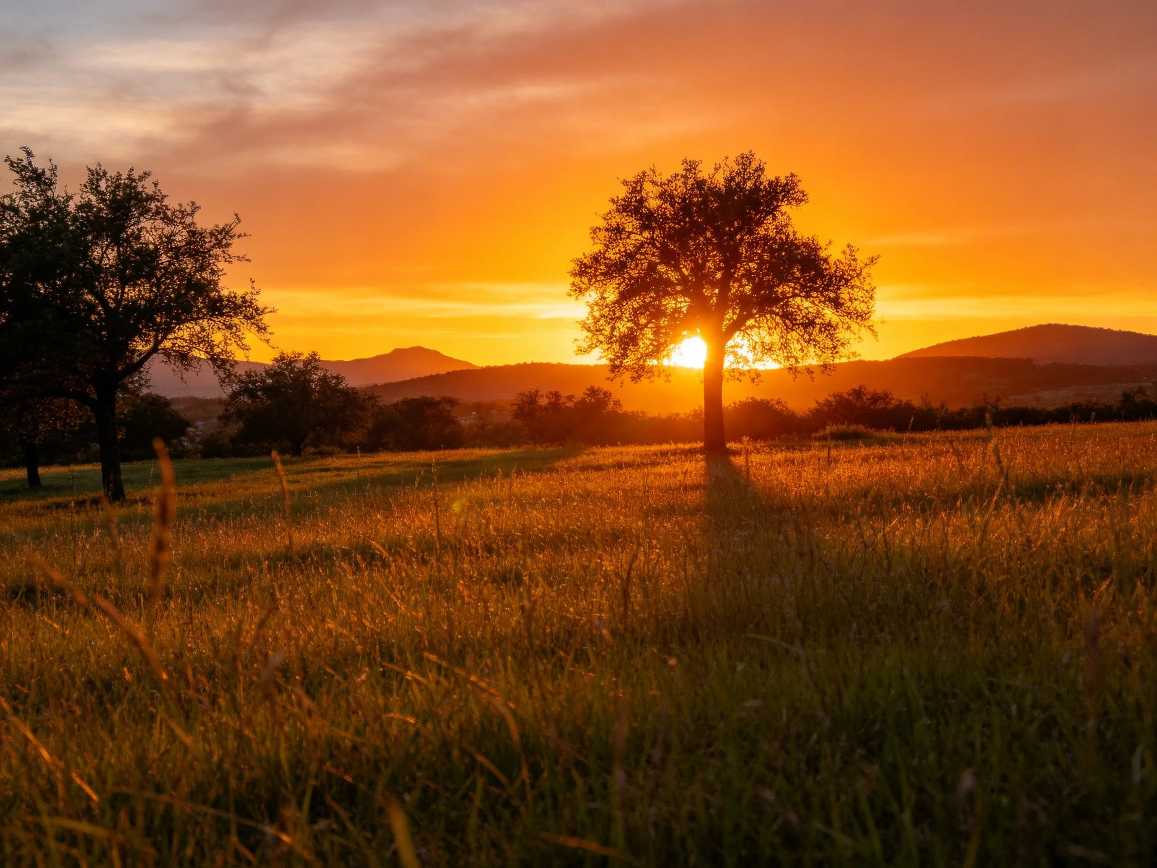 Sunset over golden field with silhouetted trees and distant mountains