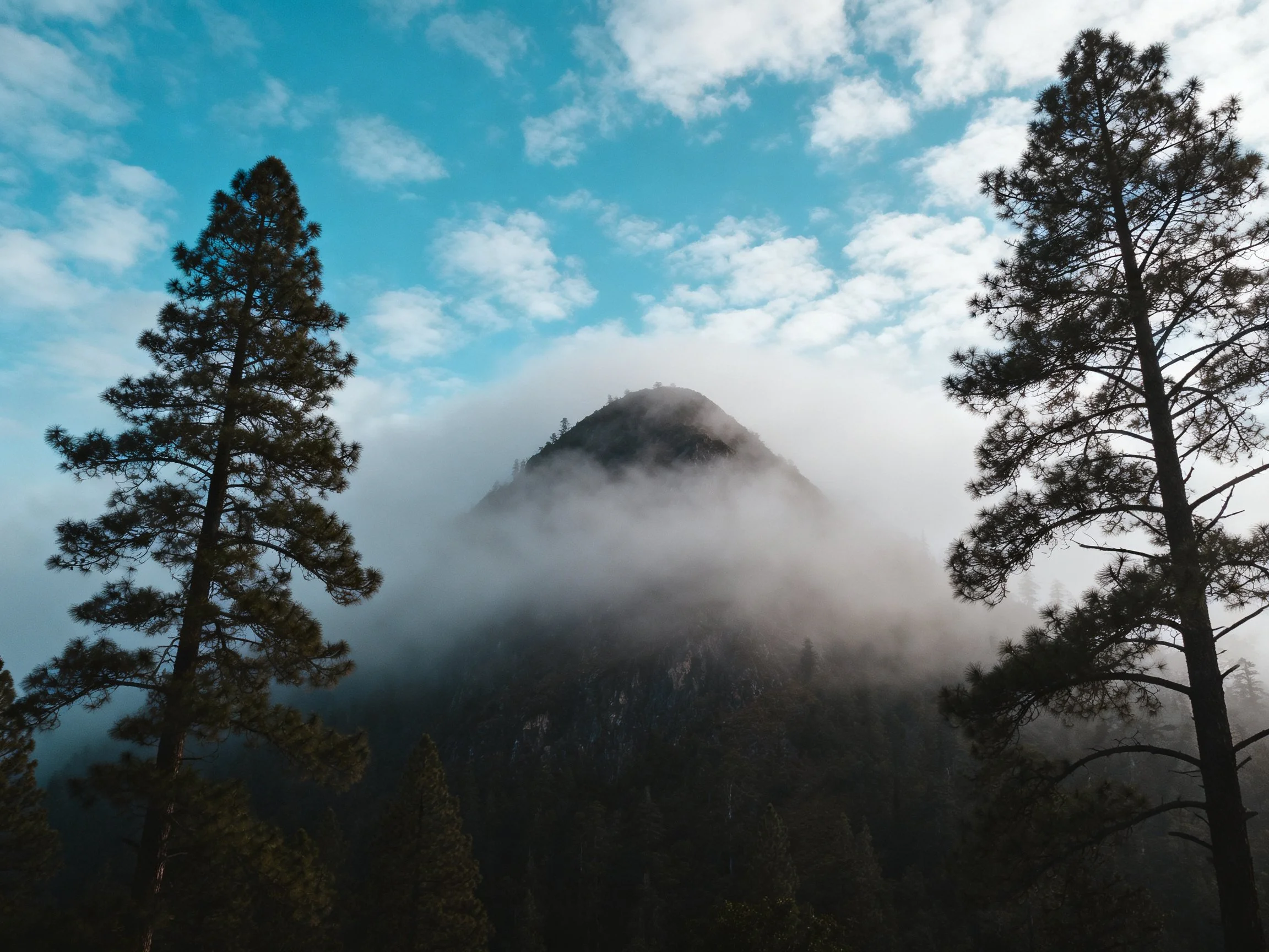 Tall Pine Trees Frame Foggy Mountain Under Bright Blue Sky