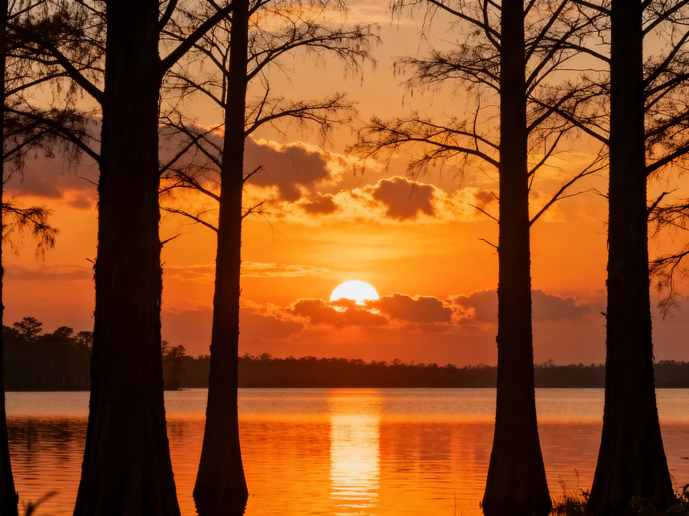 Tall cypress trees frame a vibrant orange sunset over calm water