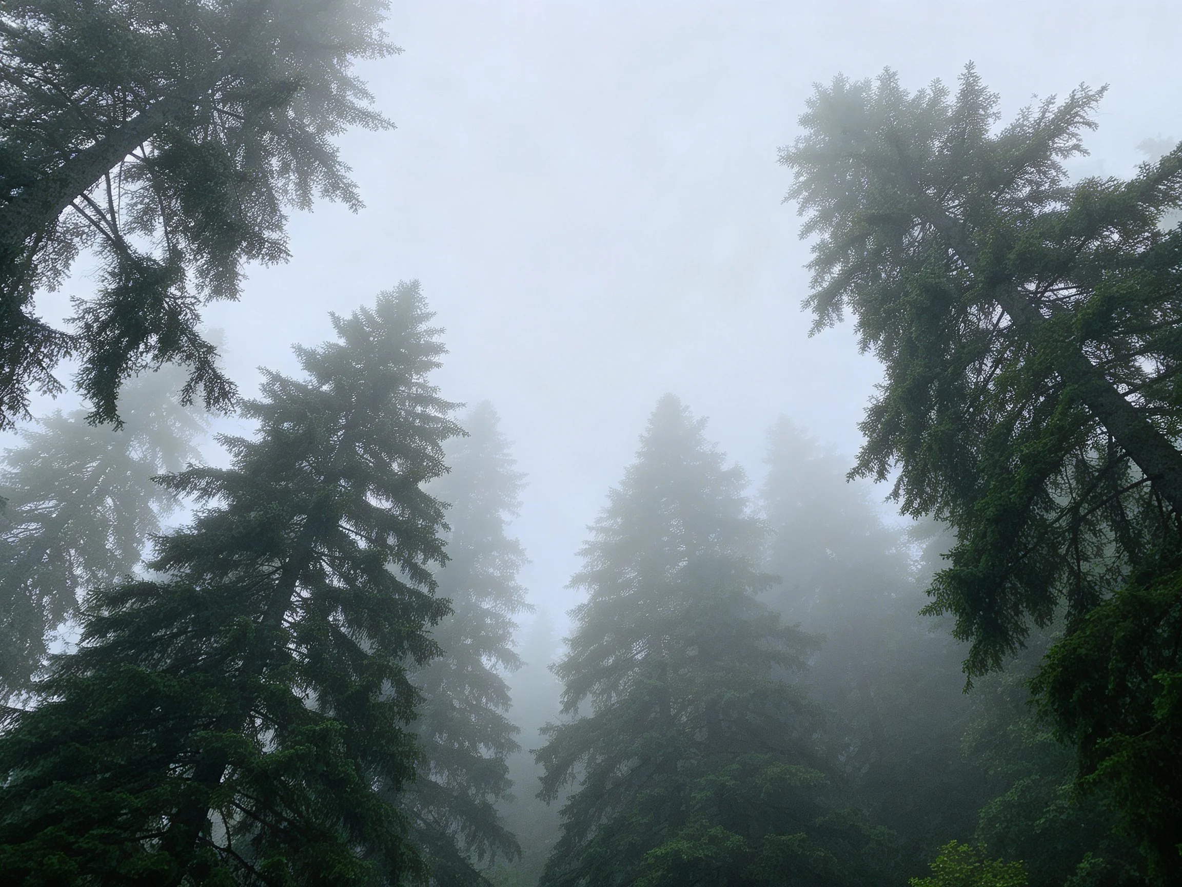 Tall evergreen trees shrouded in thick morning fog