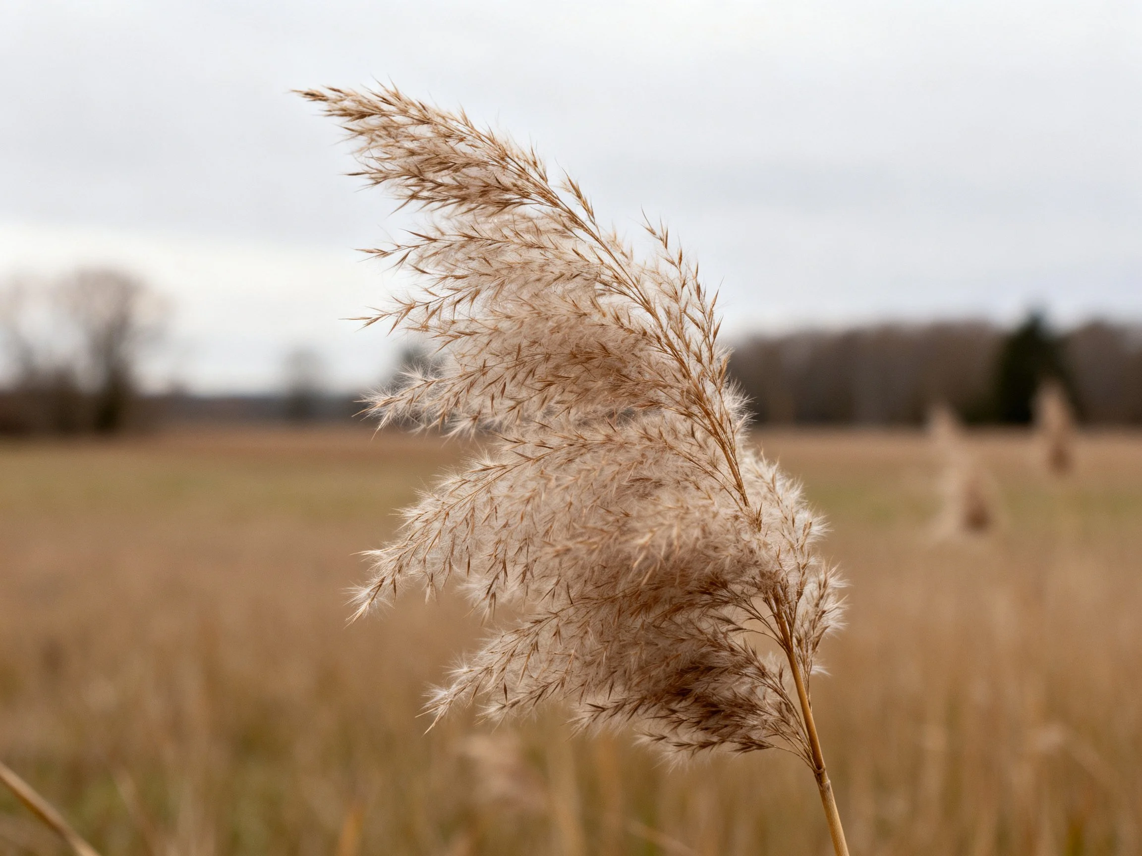 Tall golden - brown reeds sway in an open field with distant trees