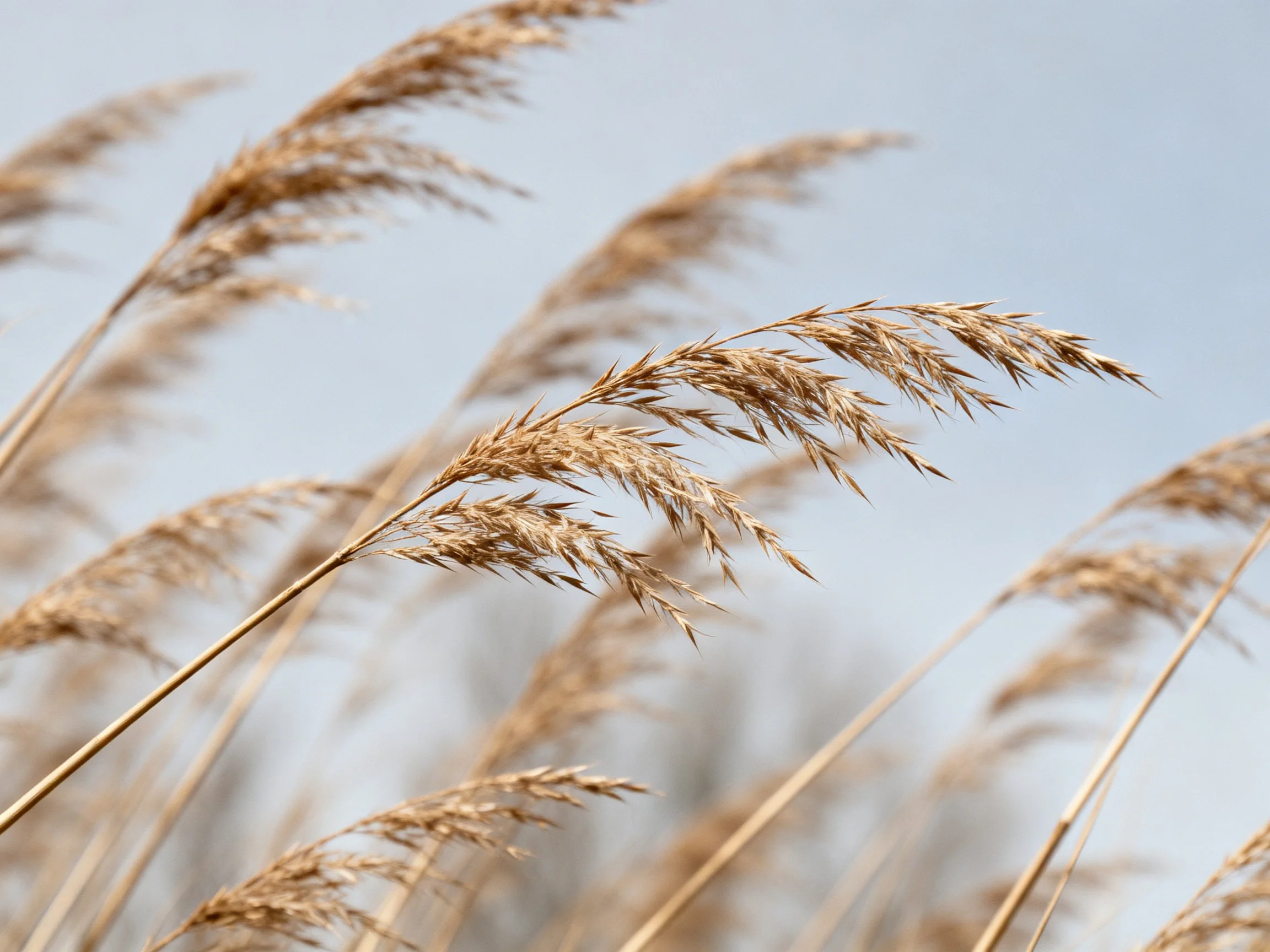 Tall golden reeds sway gracefully against a clear blue sky