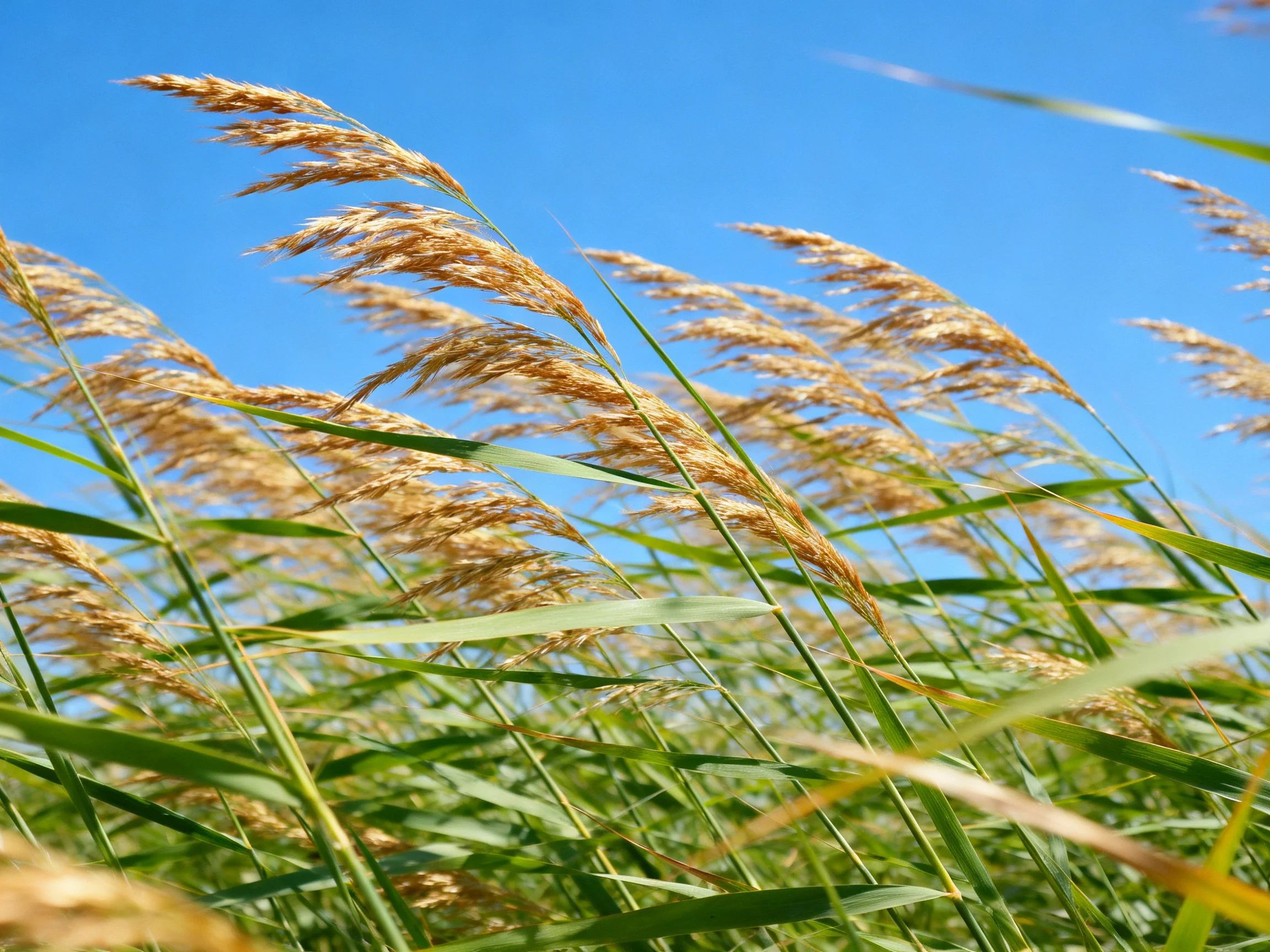 Tall golden reeds sway under clear blue sky