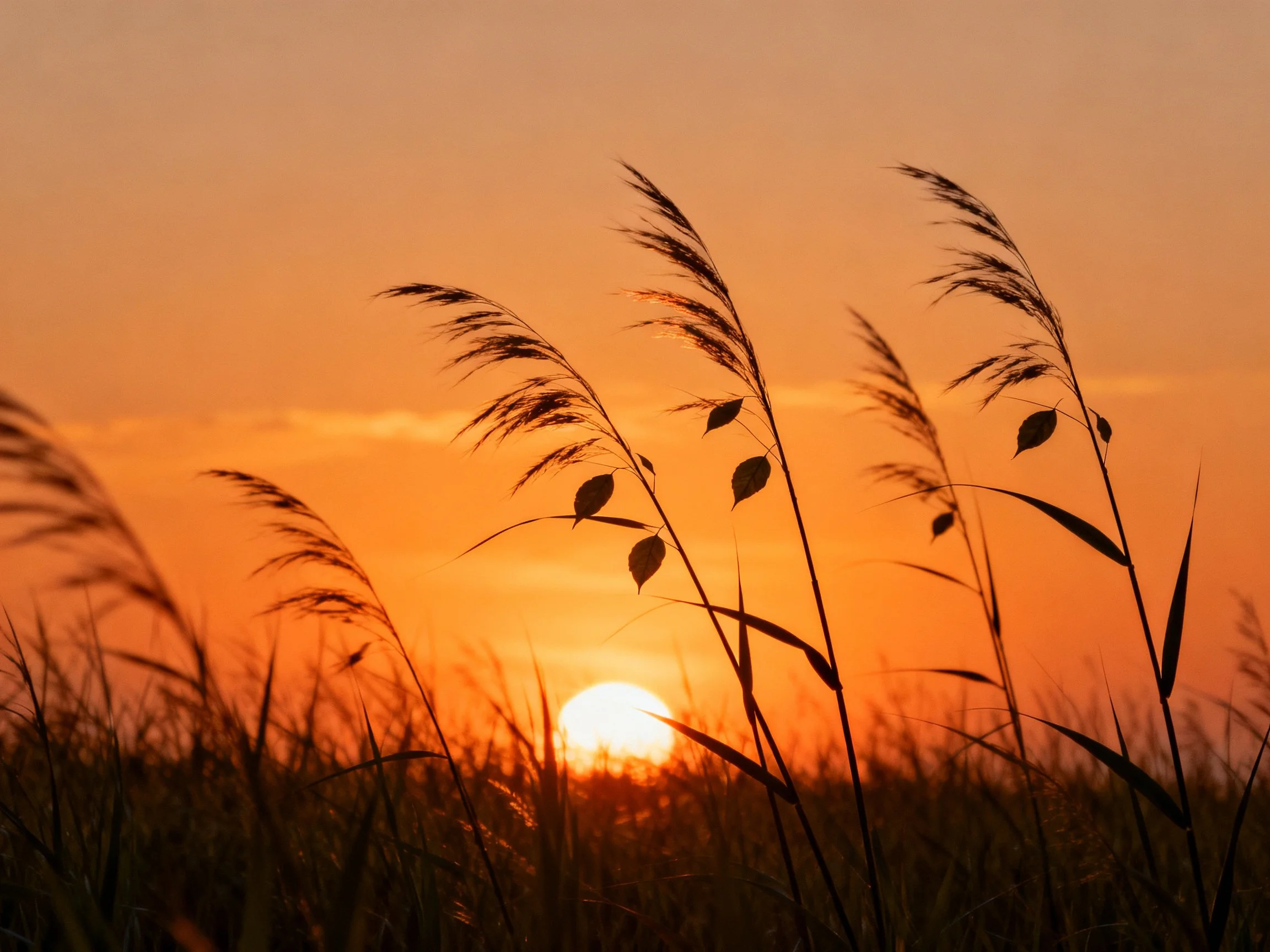 Tall grass silhouettes against a vibrant orange sunset sky