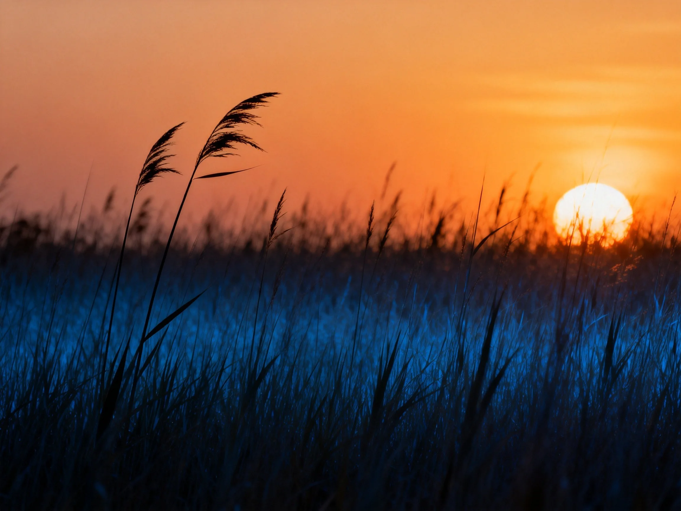 Tall grass silhouettes against a vivid orange sunset sky