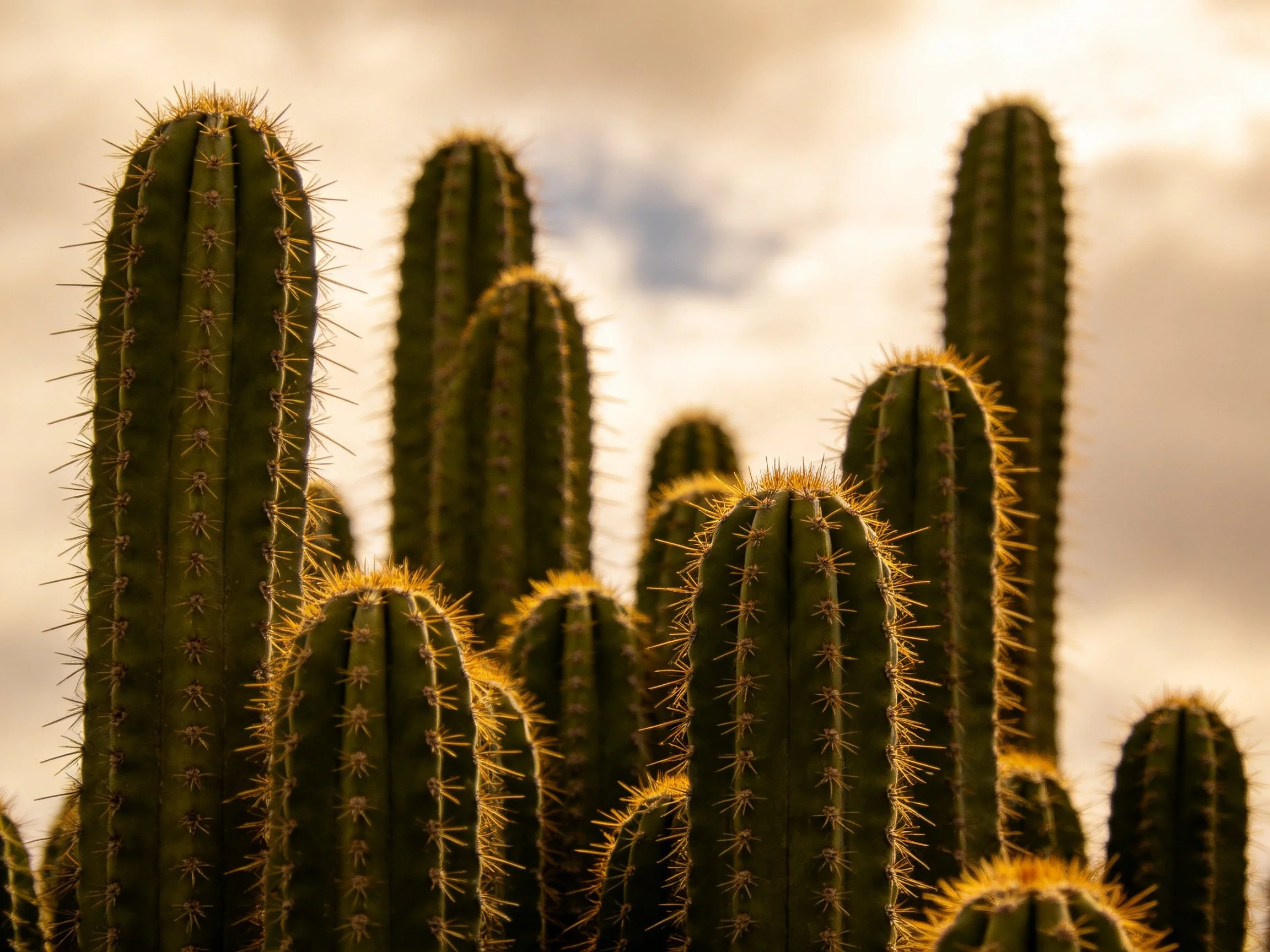 Tall green cacti with golden spines against cloudy sky