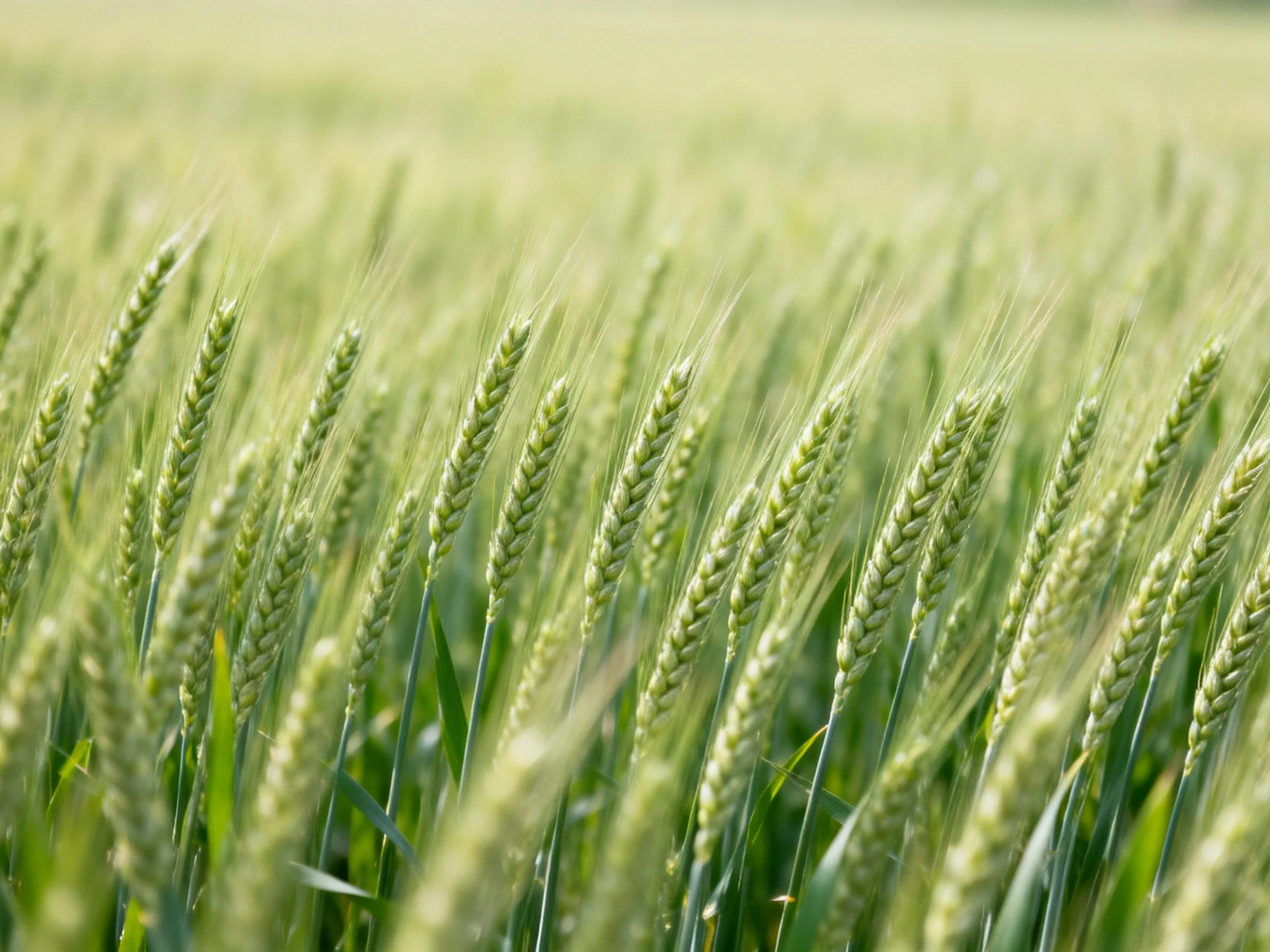 Tall green grain stalks swaying in a sunlit field