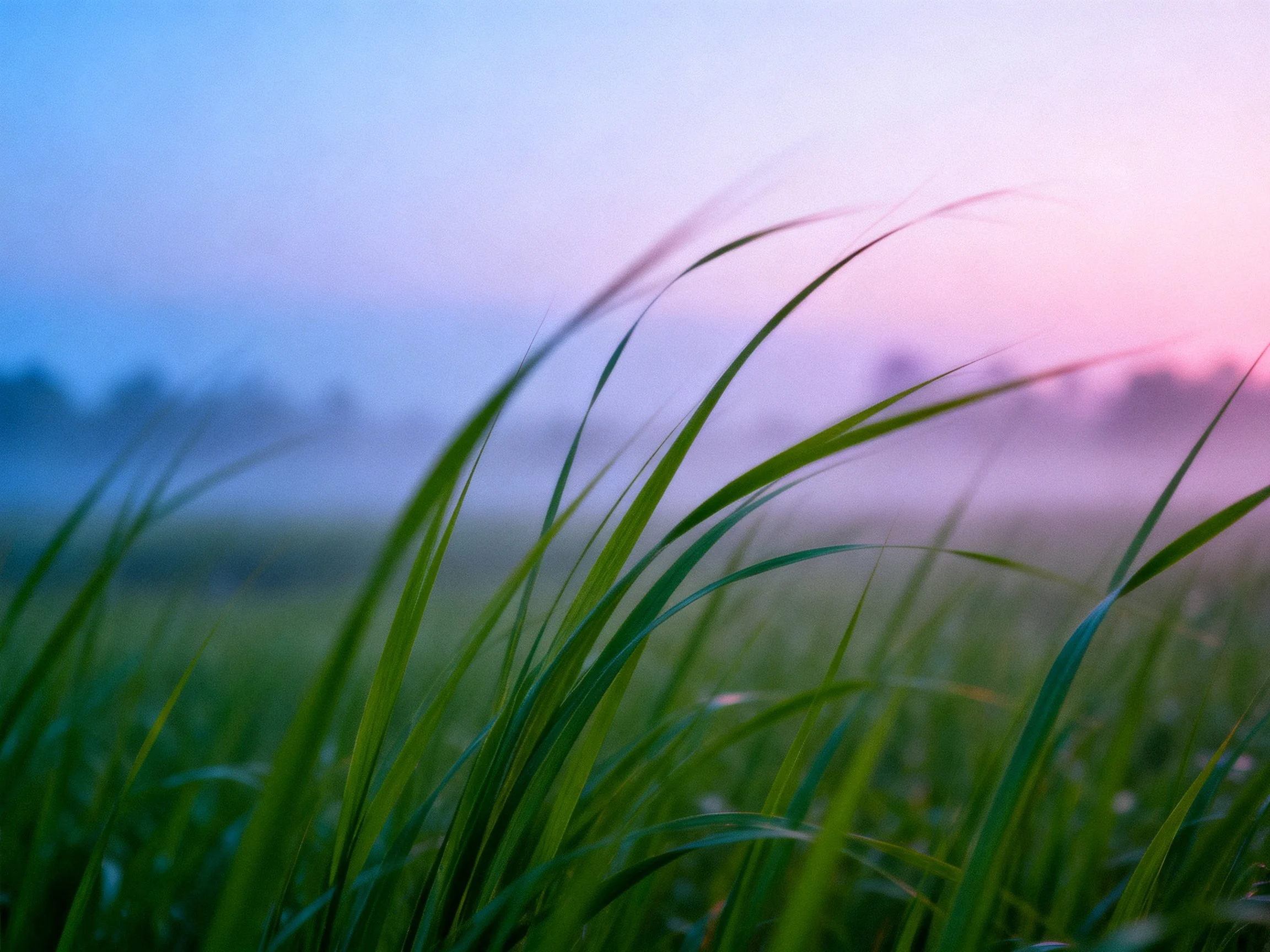 Tall green grass in misty pink-blue dawn sky