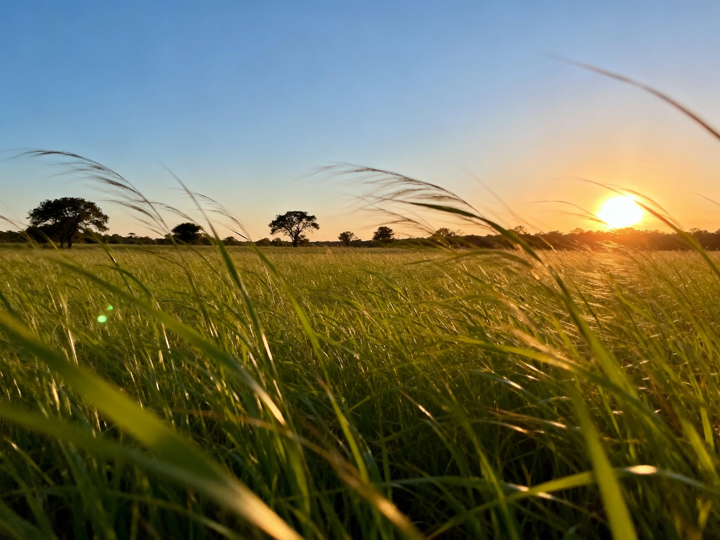 Tall green grasses bathed in golden sunset light