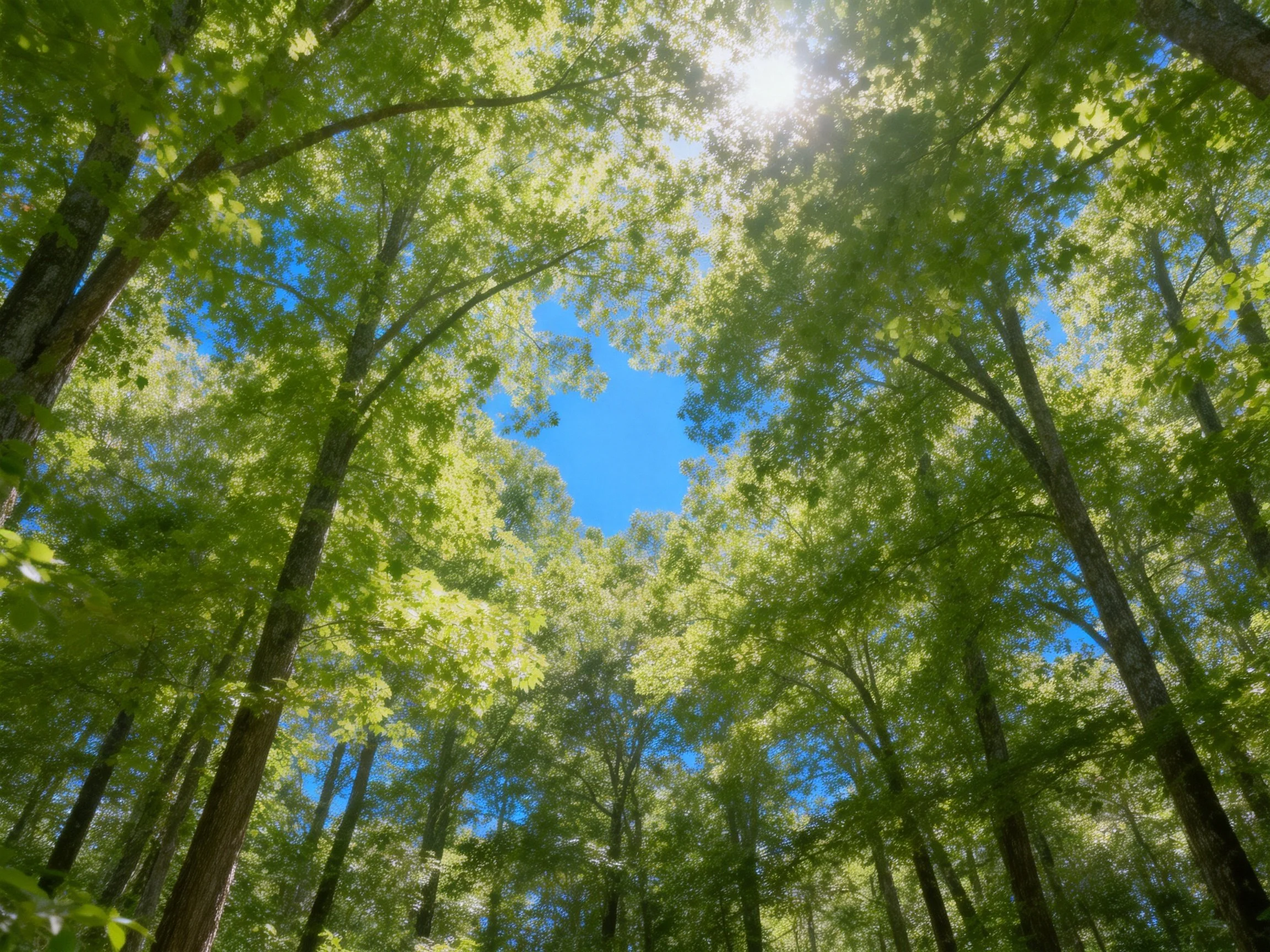 Tall green trees shade a bright blue sky with sunlight filtering through