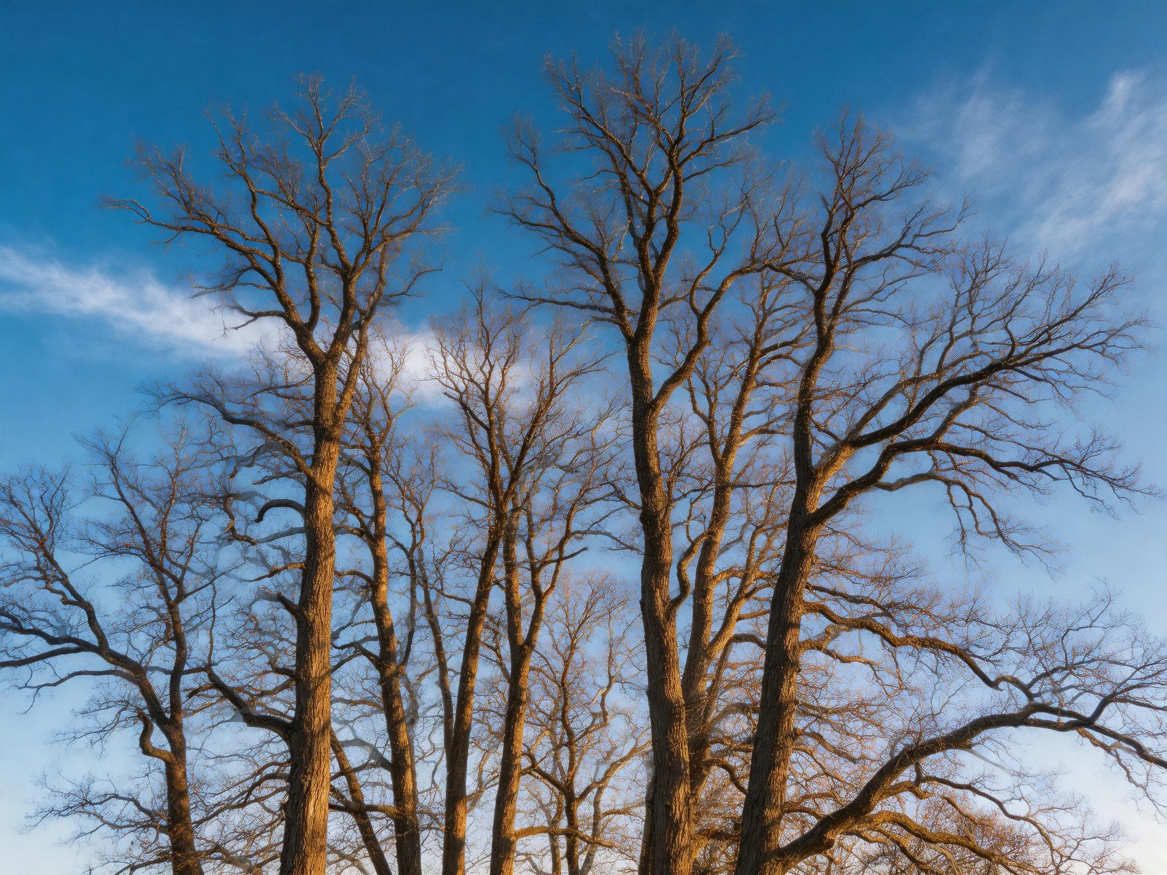 Tall leafless trees reaching toward clear blue sky