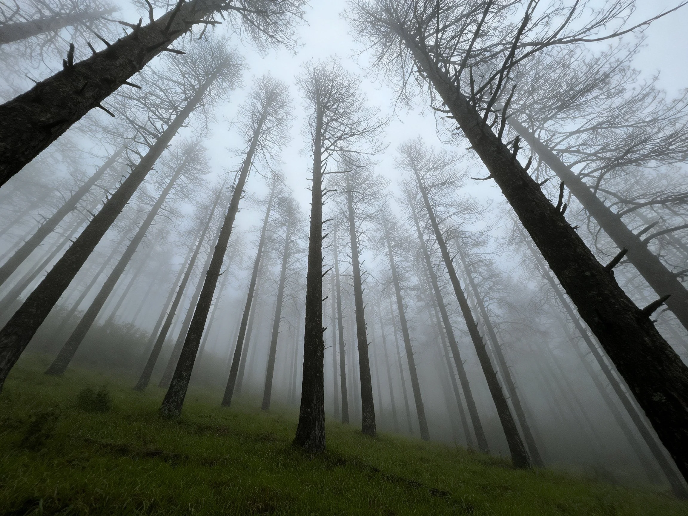 Tall leafless trees rise amid dense fog over green forest floor