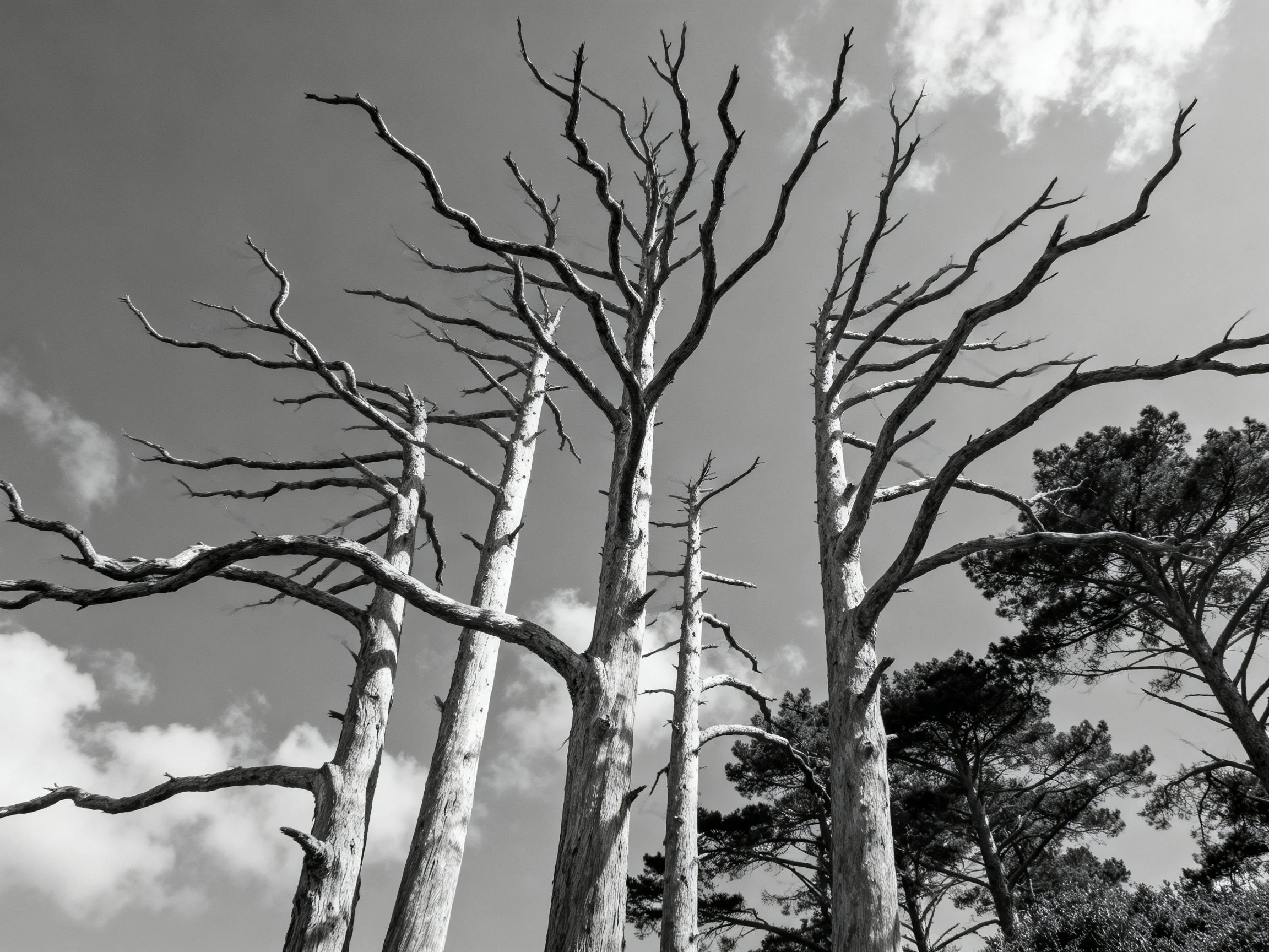Tall leafless trees stretch toward a cloudy sky