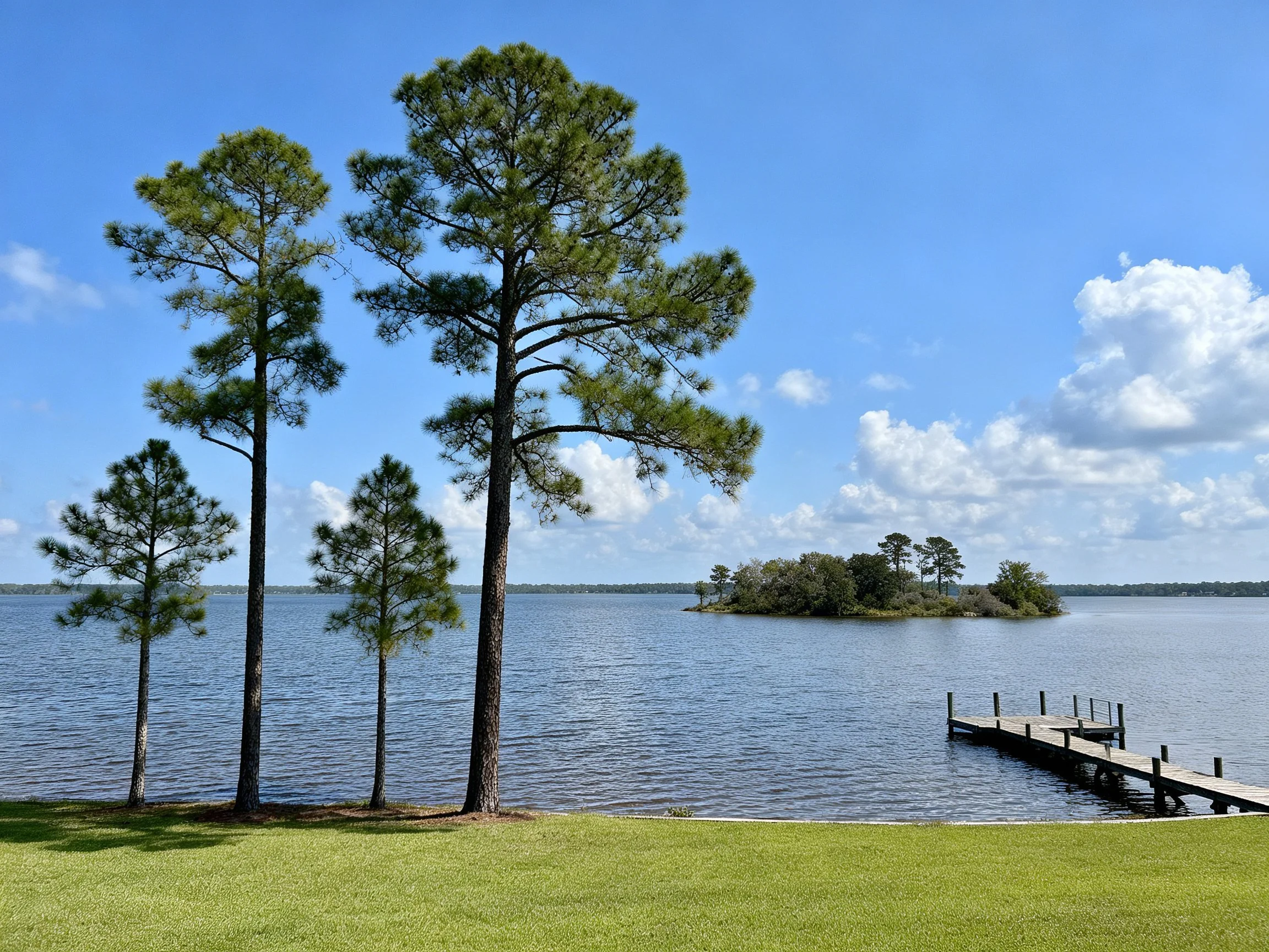 Tall pine trees by calm lake with wooden dock and island