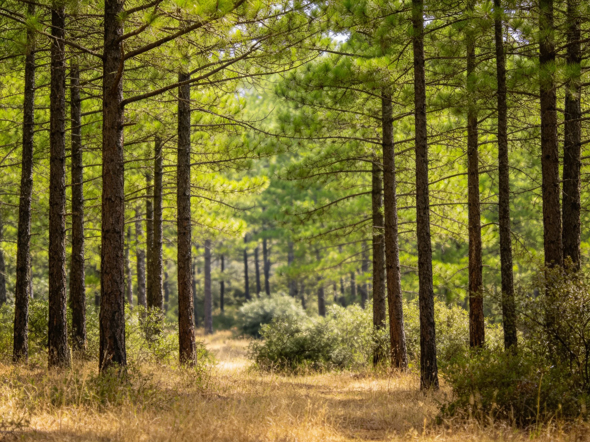 Tall pine trees fill a sunlit forest with golden underbrush