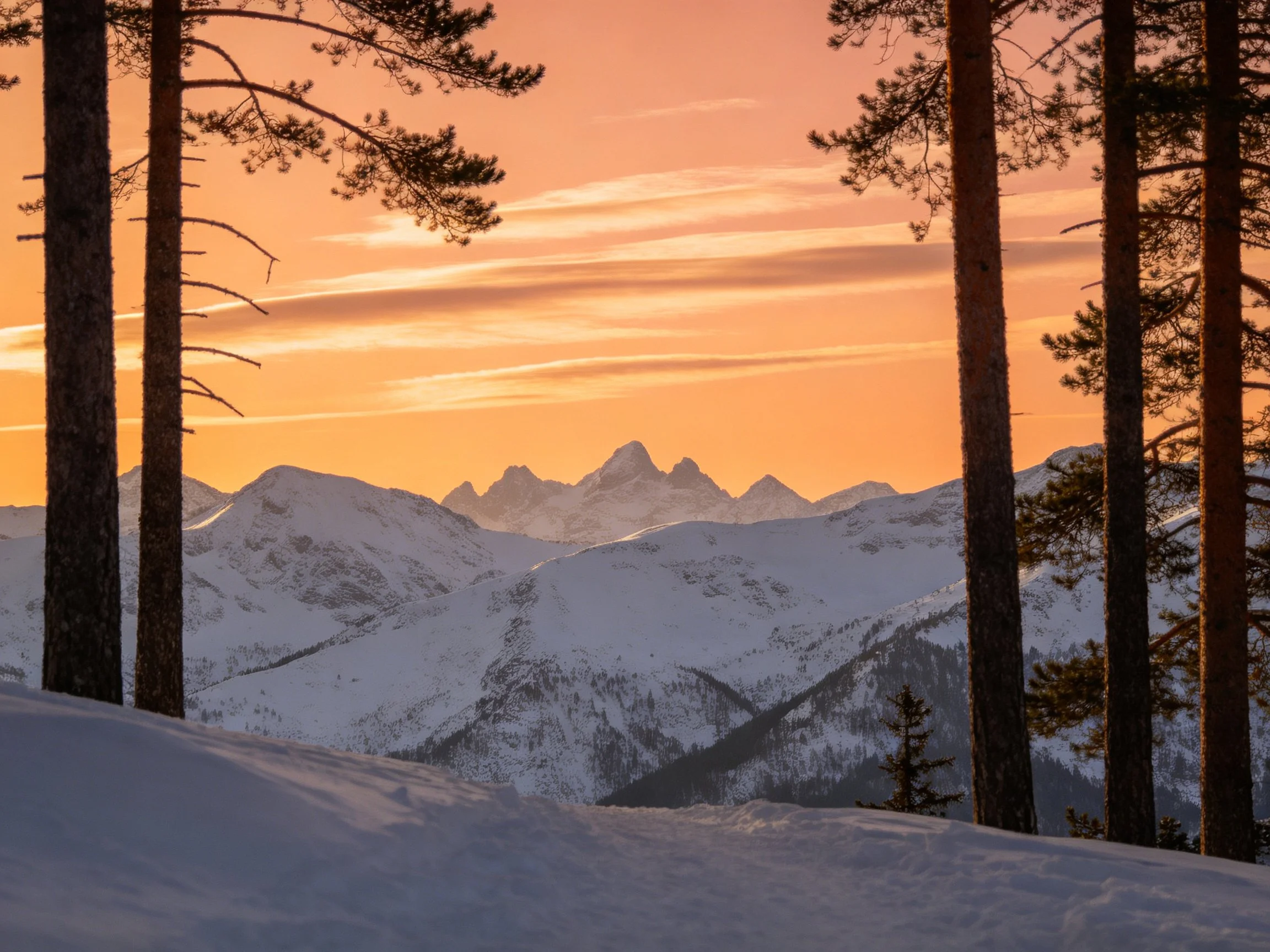 Tall pine trees frame snow - laden mountain peaks at sunset