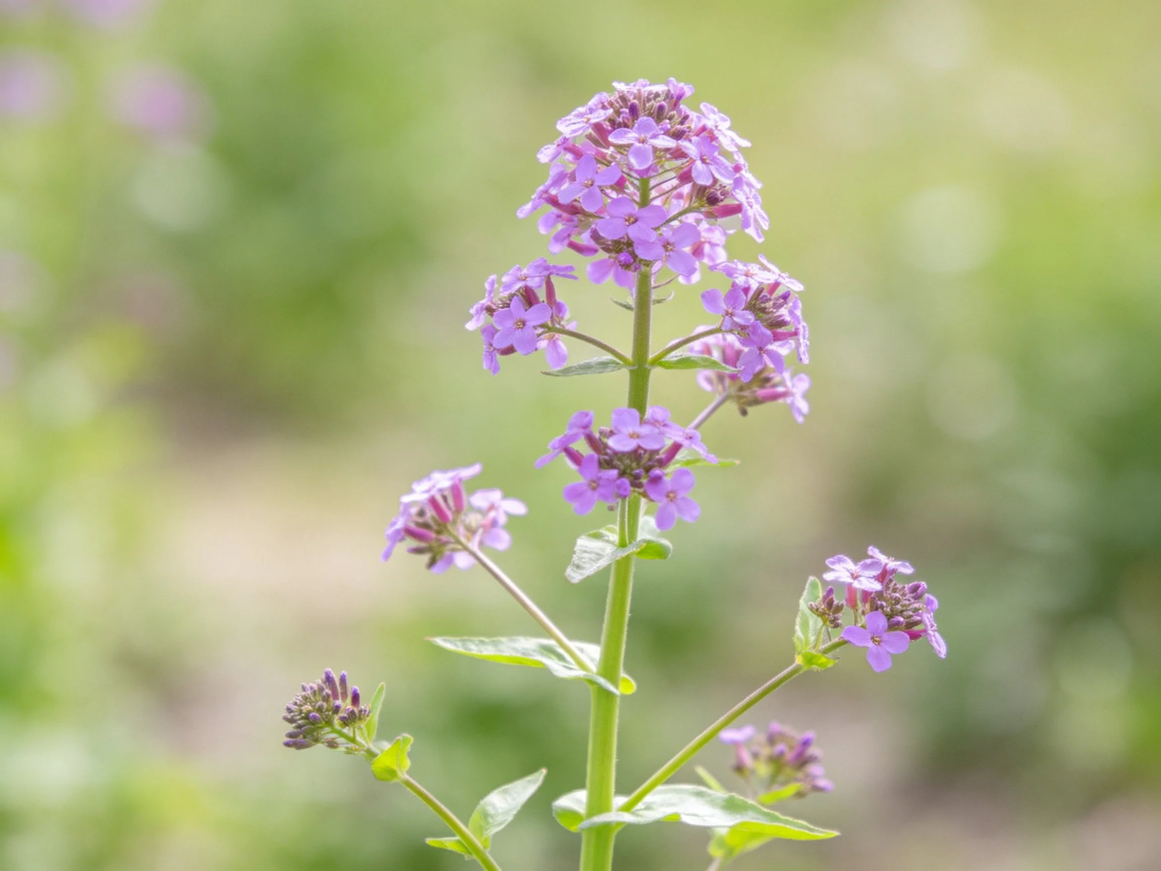 Tall plant with clustered purple flowers and blurred green backdrop