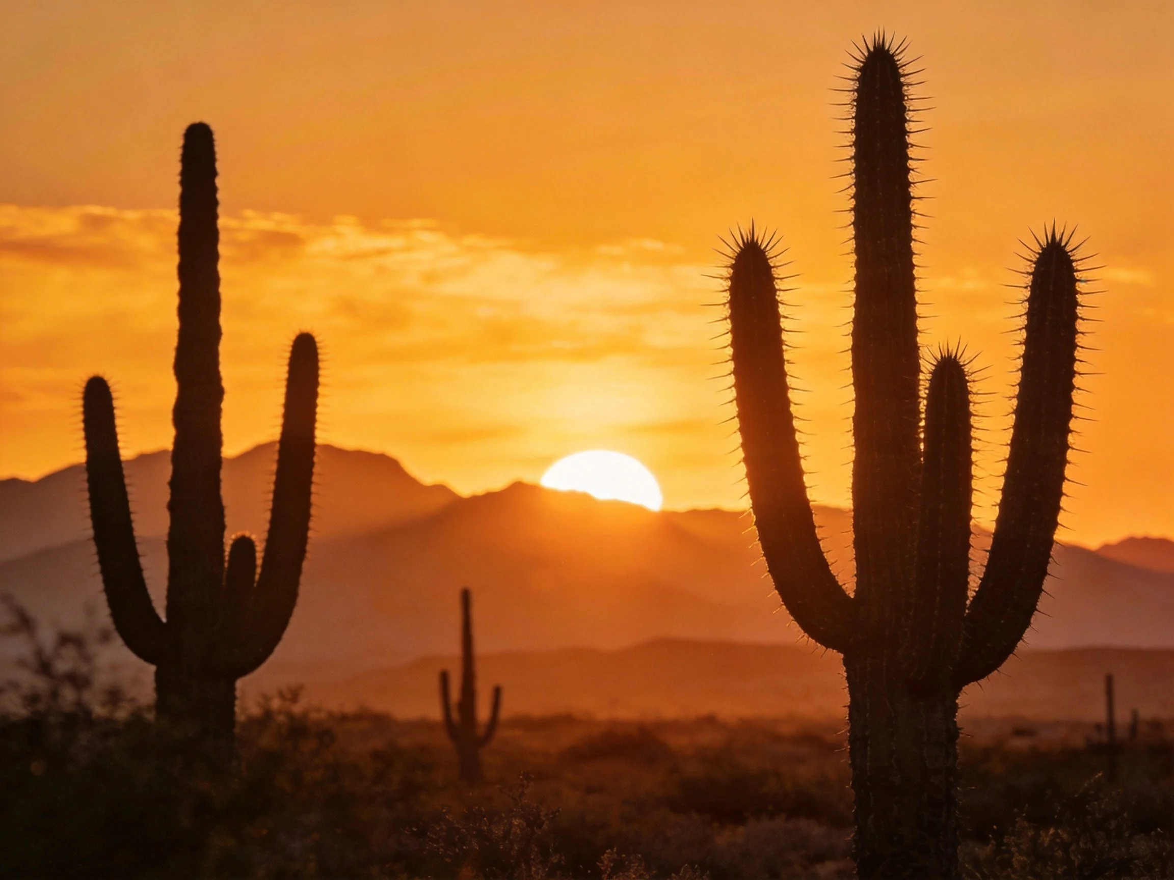 Tall saguaro cacti silhouetted against vibrant orange desert sunset
