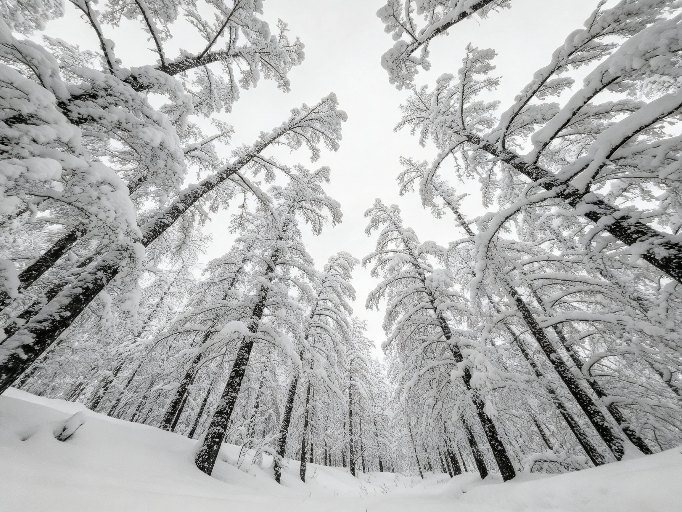 Tall snow-laden evergreen trees fill a serene winter forest