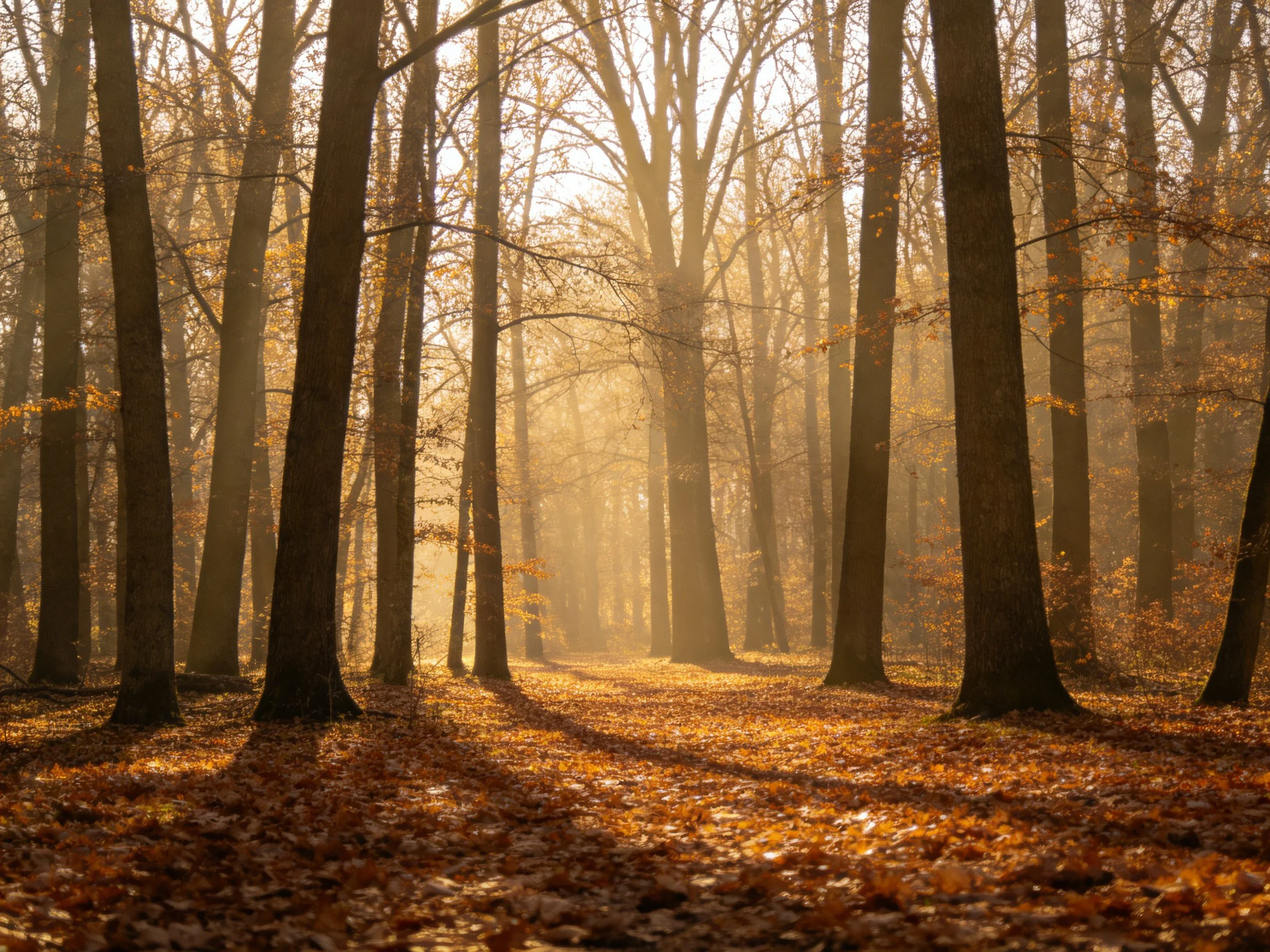 Tall trees stand among golden autumn foliage under soft morning light