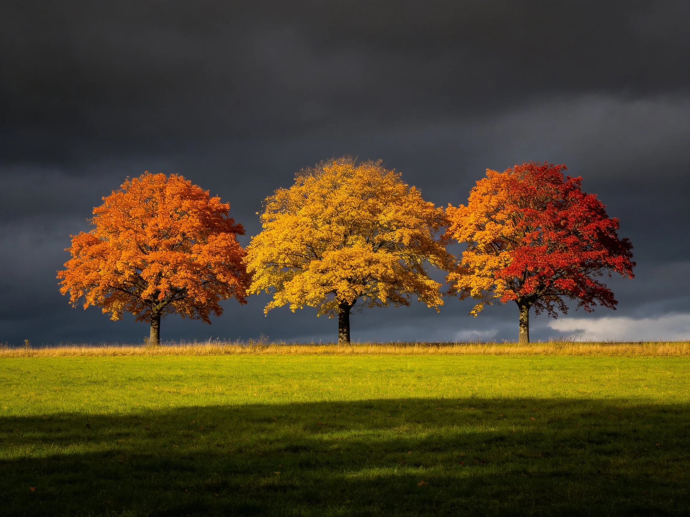 Three autumn-colored trees against a stormy sky over a green meadow