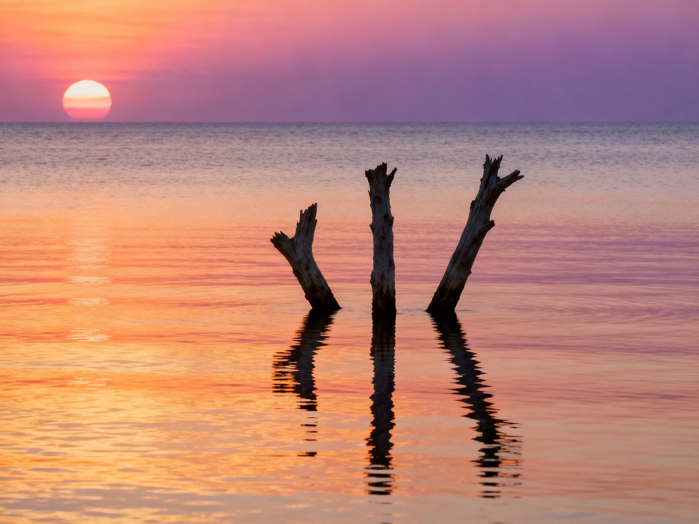 Three silhouetted tree trunks reflect in calm water under vibrant sunset