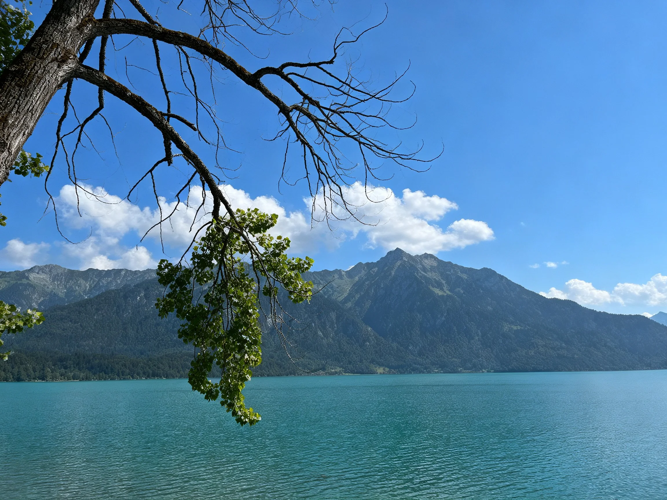 Turquoise Lake with Leafy Branch, Forested Mountain Range, and Bright Sky