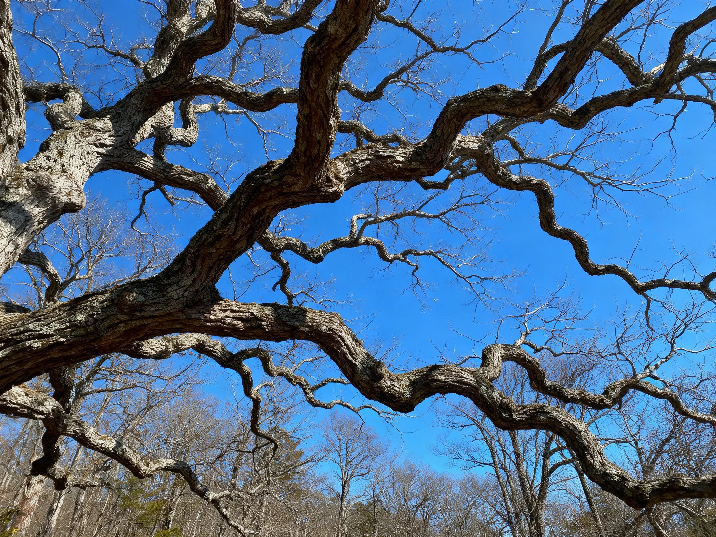 Twisted Oak Branches Against Vibrant Blue Sky