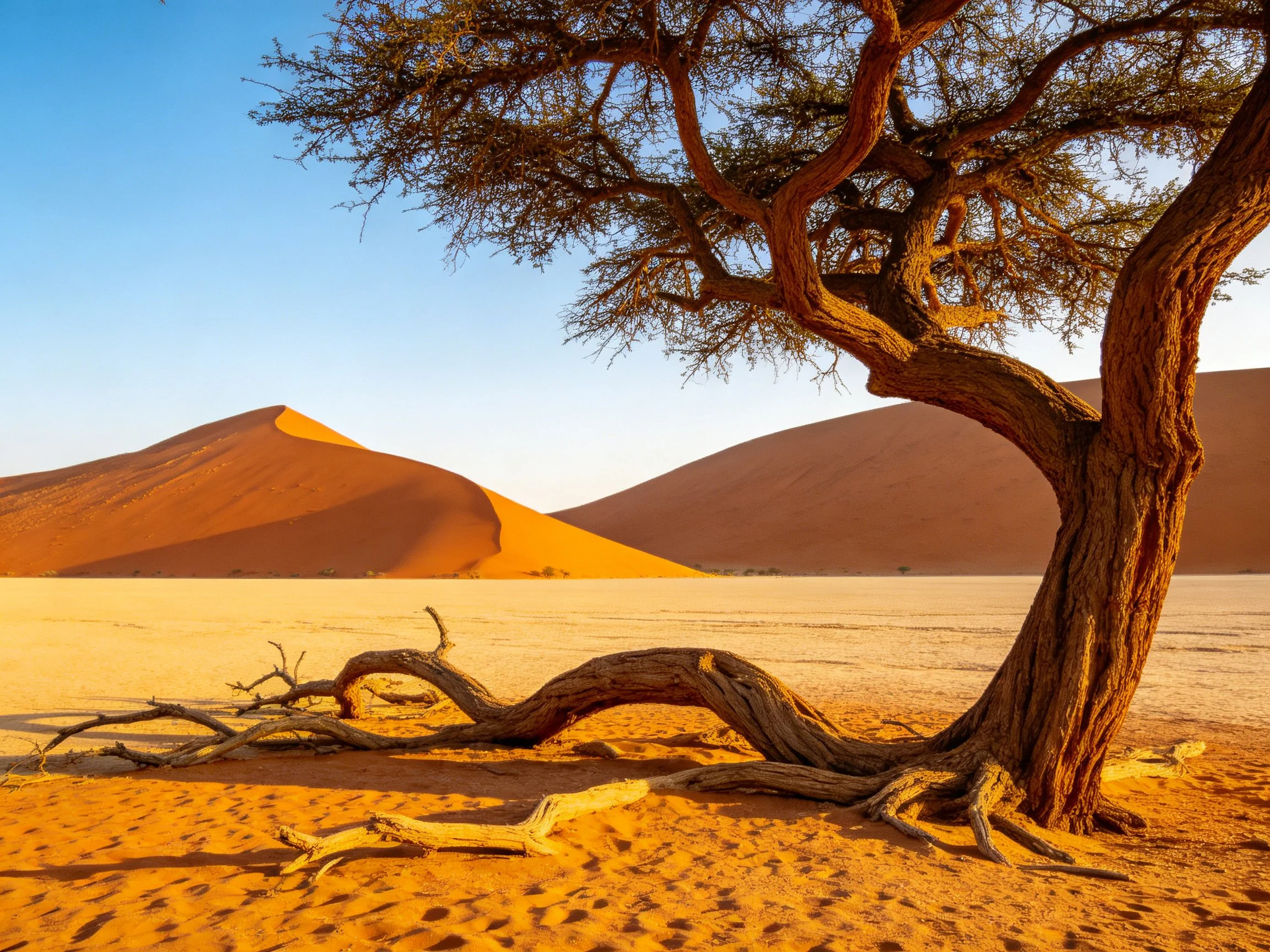 Twisted acacia tree beside orange sand dunes under clear blue sky