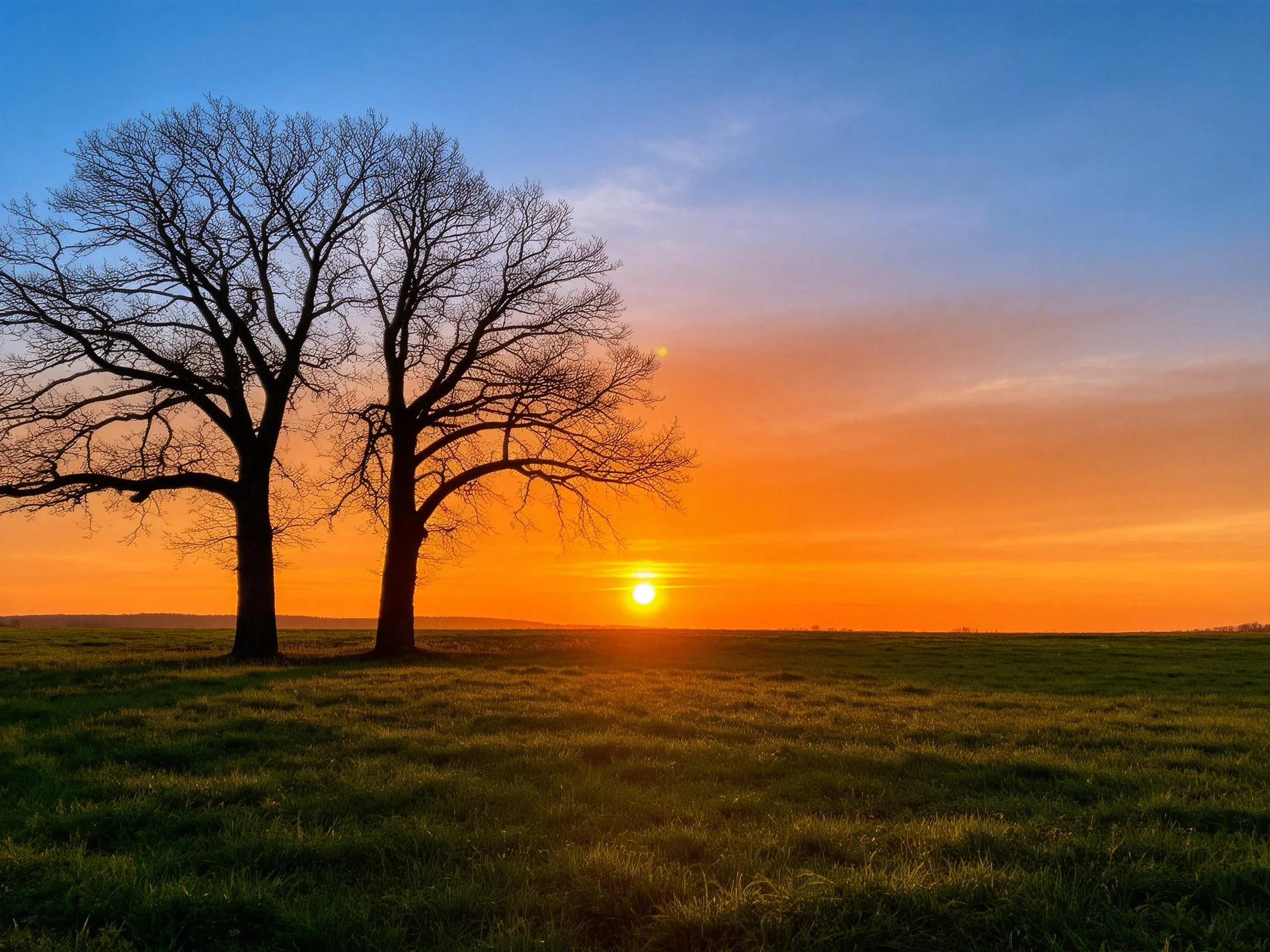Two bare trees against an orange sunset over a green field