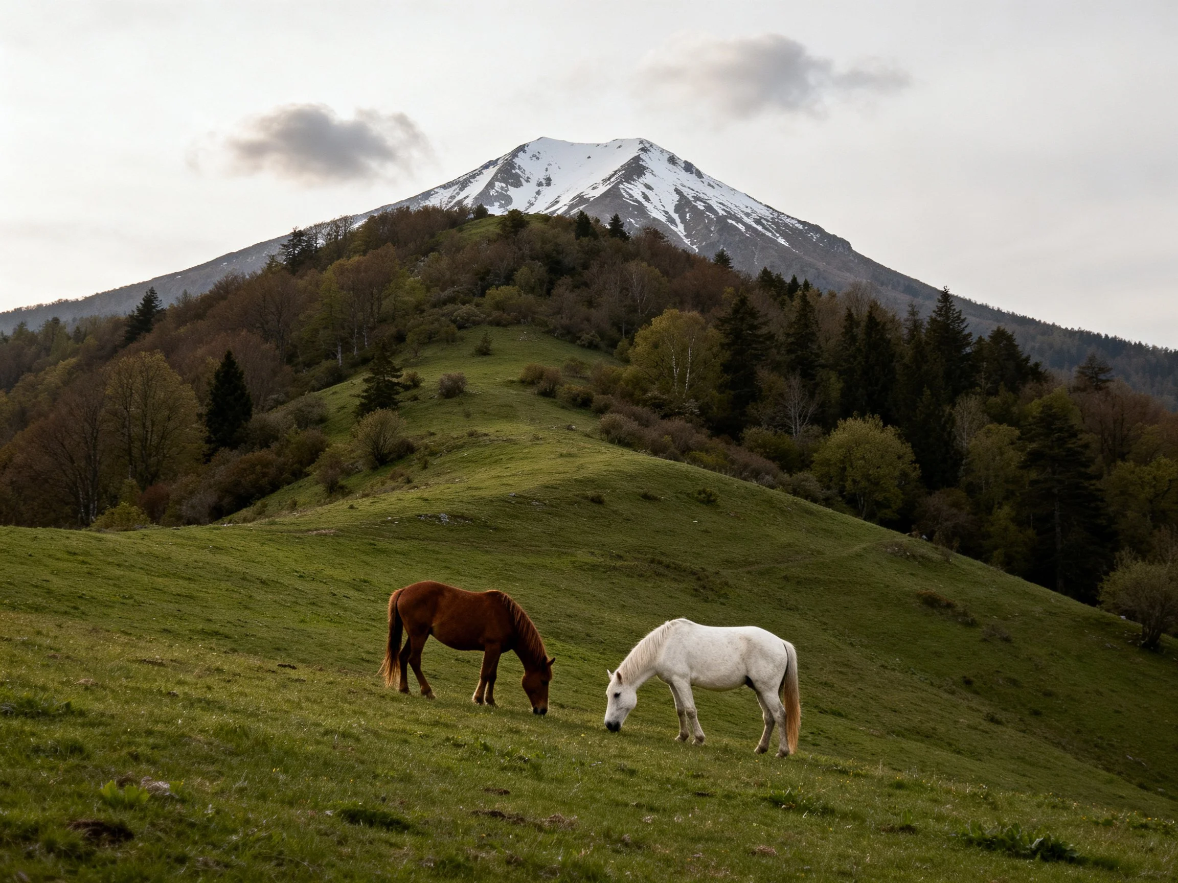 Two horses graze on a lush green hillside near a snow-capped mountain