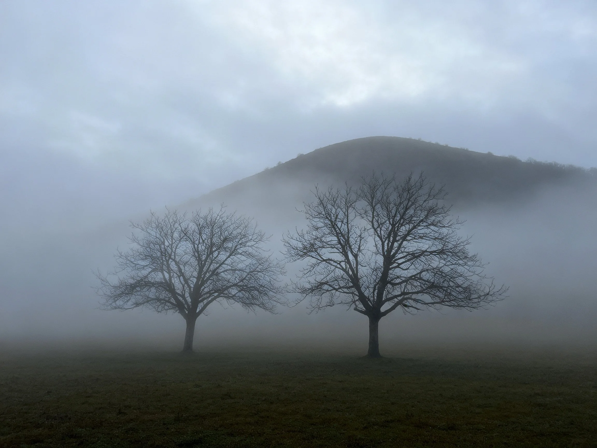 Two leafless trees amidst dense fog near a mist-covered hill