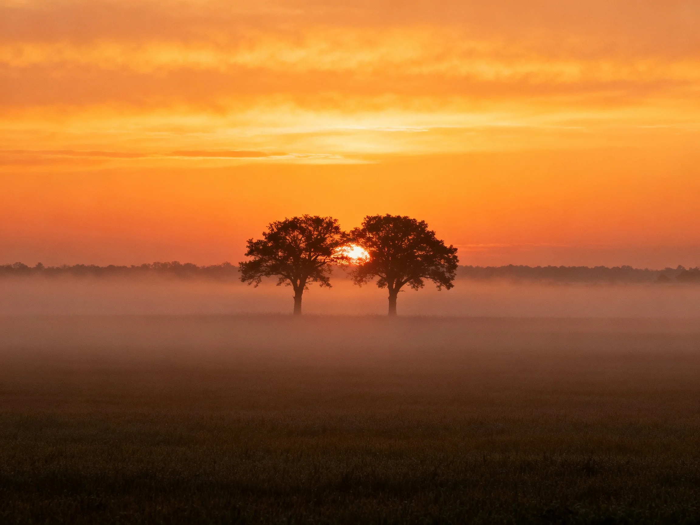 Two silhouetted trees against an orange-hued sunrise over a misty field