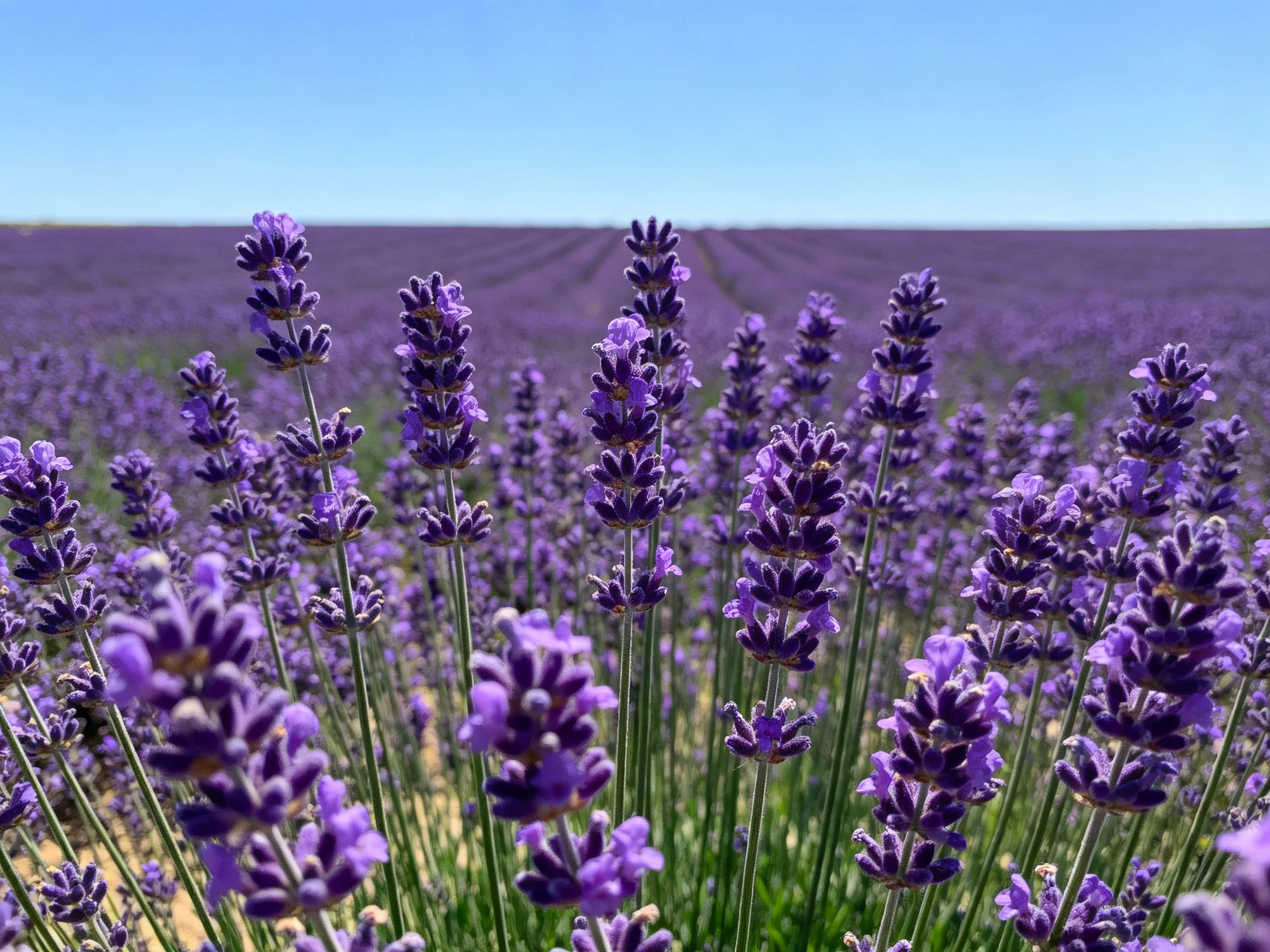 Vast Lavender Field with Vibrant Purple Blooms Under Clear Blue Sky